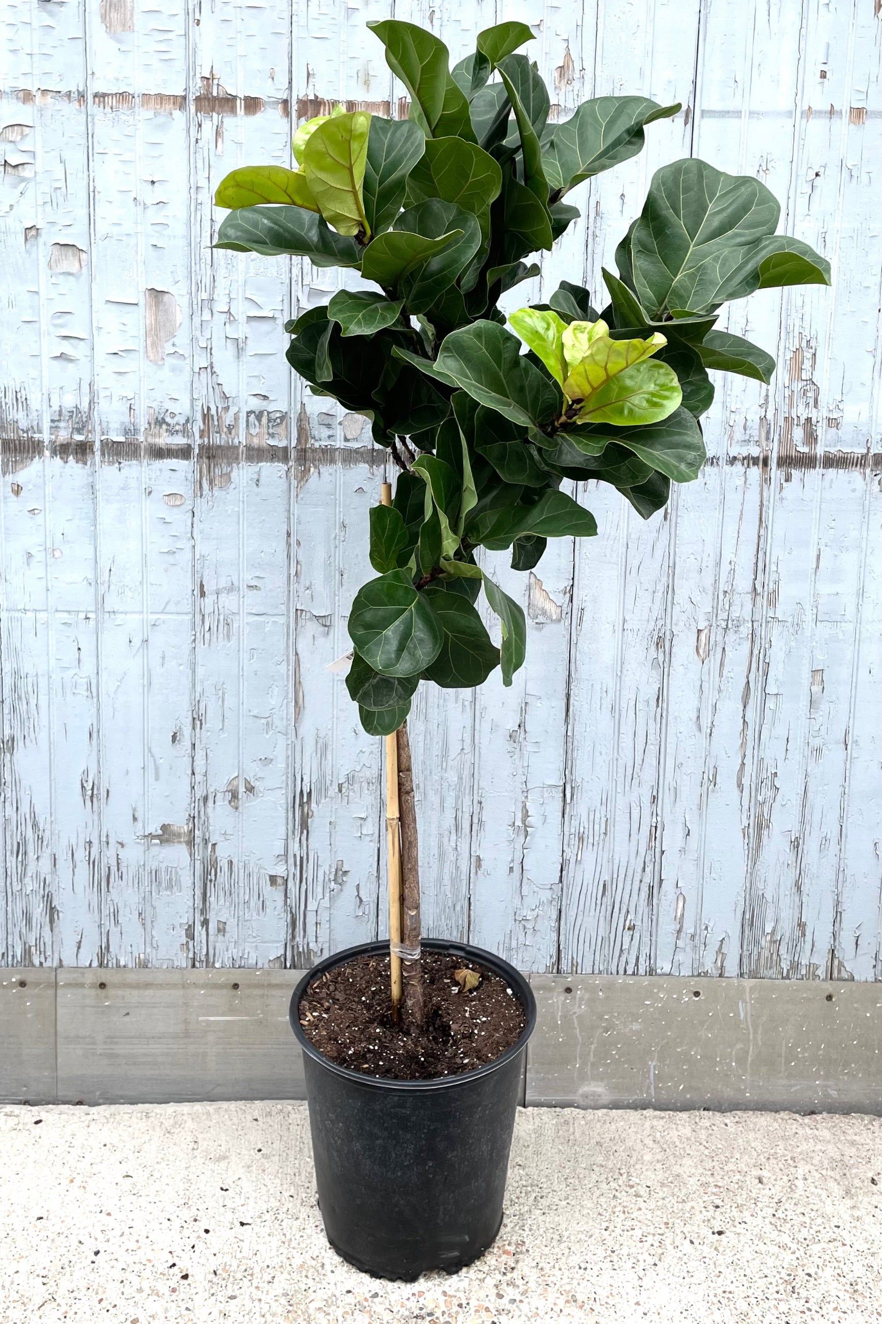 A full view of Ficus lyrata 'Little Fiddle' standard form 12" in gallon pot against wooden backdrop ©Sprout Home