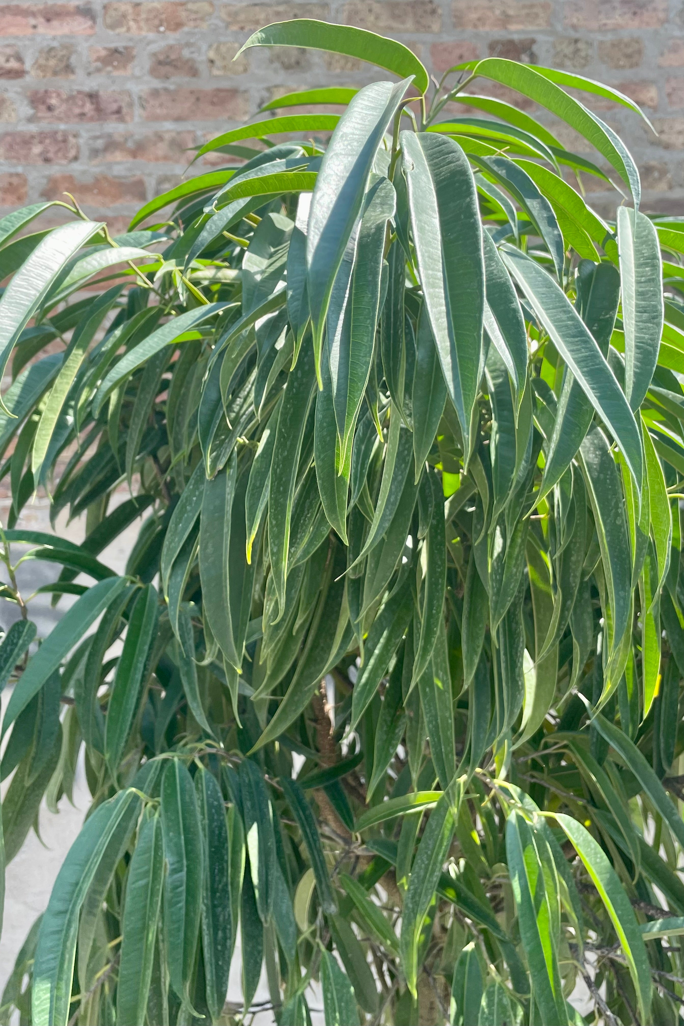 Photo of narrow green leaves of Ficus 'Alii' against a brick wall in the sunlight.