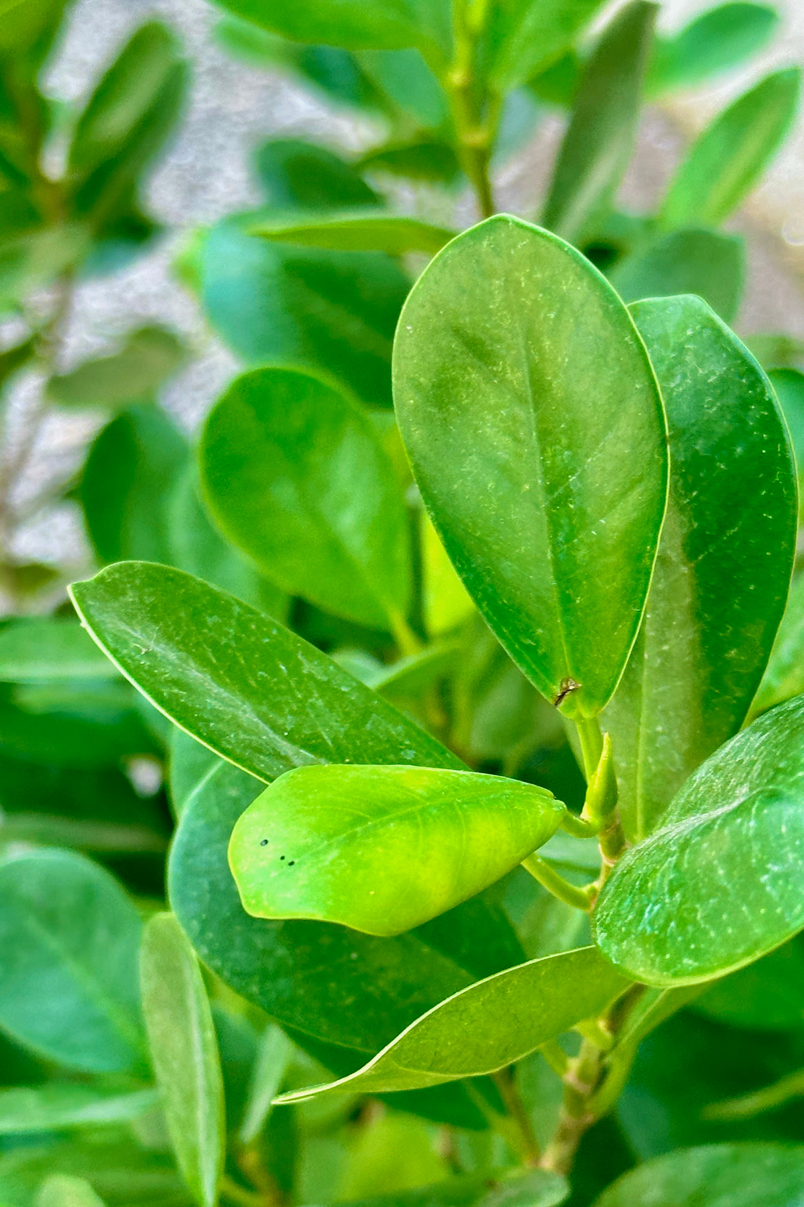 detail of the round to ovate thick green leaves of the Ficus 'Moclame' at Sprout Home.