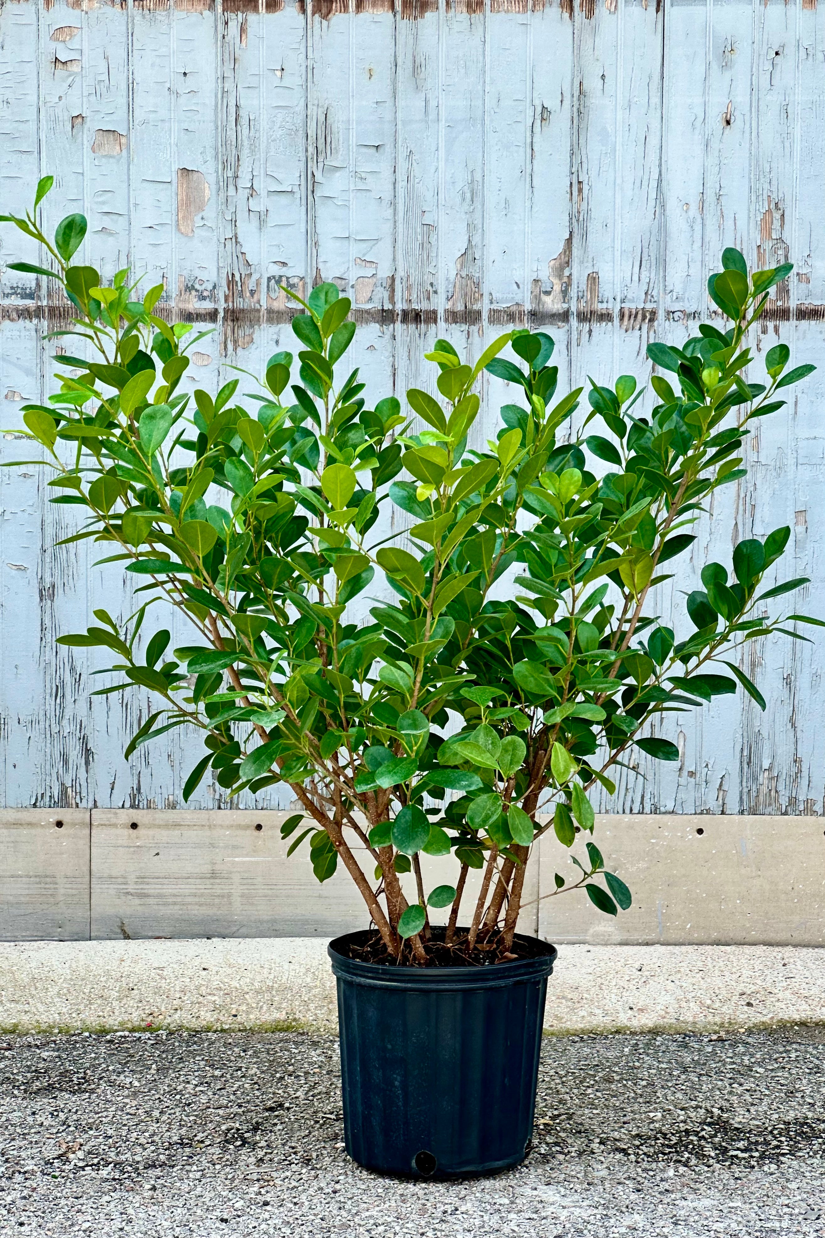 Ficus 'Moclame' bush form, with multiple branches, in a 10" growers pot.