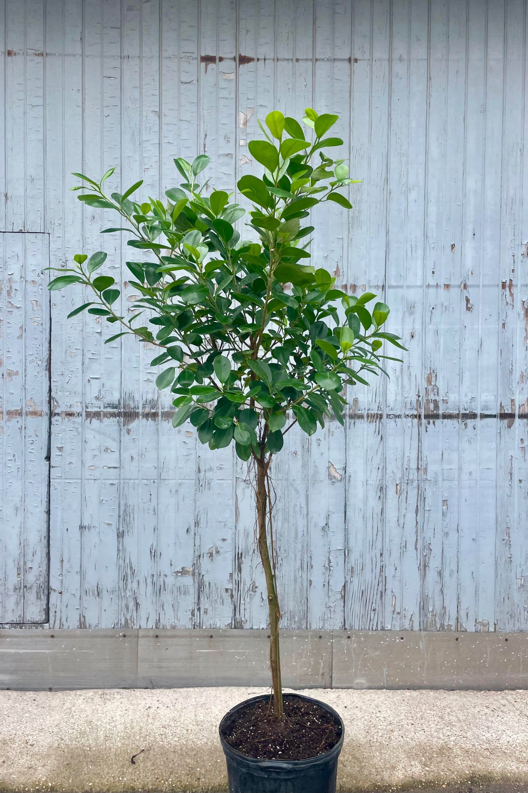 Photo of Ficus microcarpa Moclame tree with trunk and arbor against a gray wall. ©Sprout Home