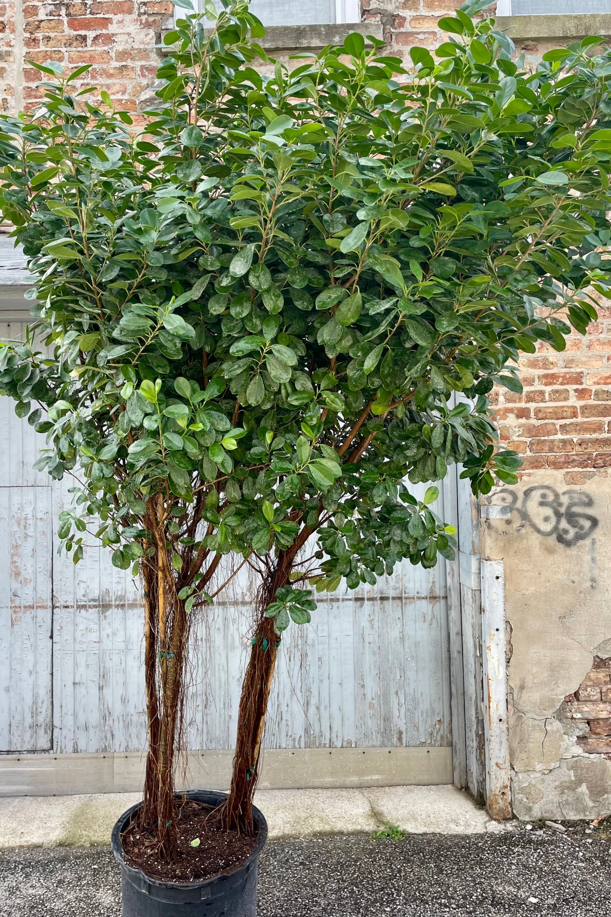 A large potted tree in front of a brick building. Ficus Moclame with multiple trunks ©Sprout Home