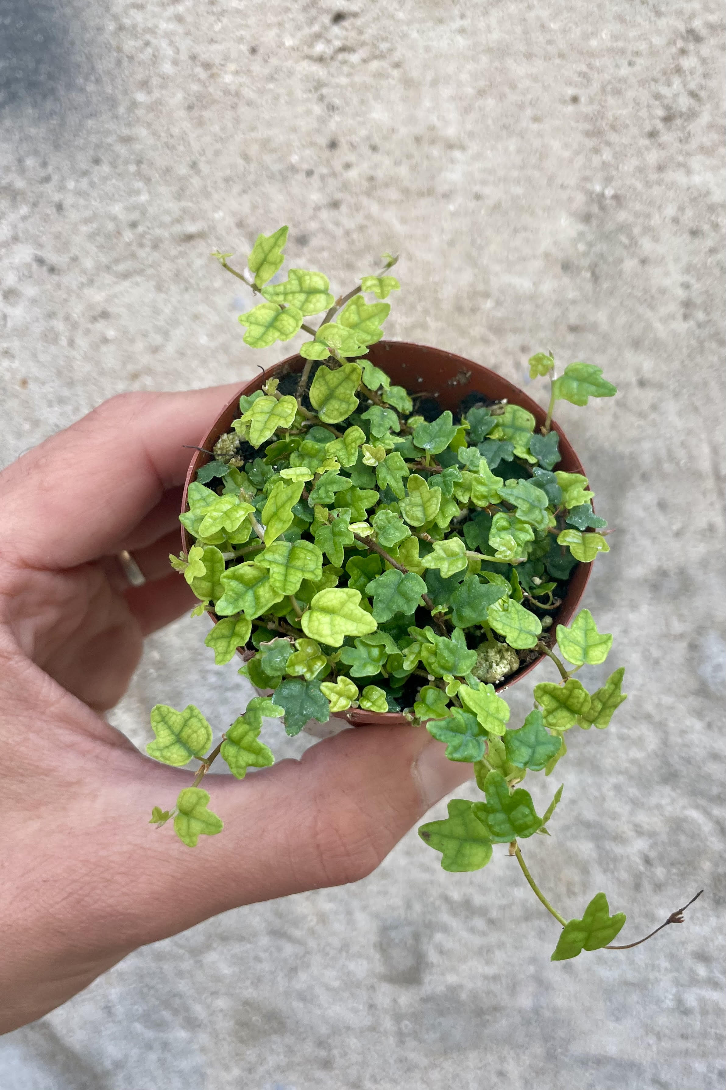 Photo of a hang holding a vining plant against a cement wall. The plant is in a round pot and shown from above, showing small three-lobed leaves on vines in a round pot. The plant is a creeping fig, "string of frogs" or Ficus pumila var. quercifolia.