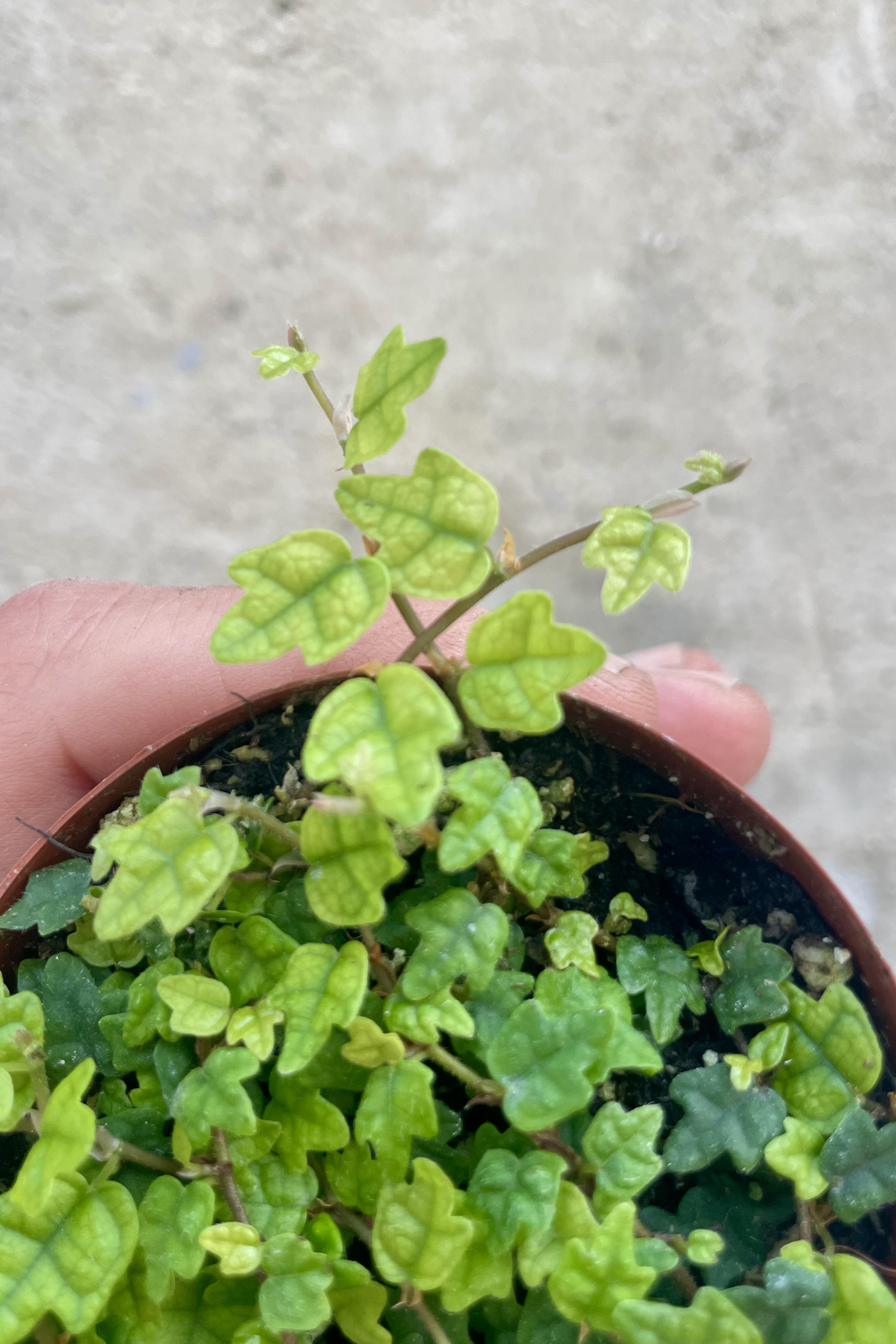 Close up photo of a hang holding a vining plant against a cement wall. The plant is in a round pot and shown from above, showing small three-lobed leaves on vines in a round pot. The plant is a creeping fig, "string of frogs" or Ficus pumila var. quercifolia.