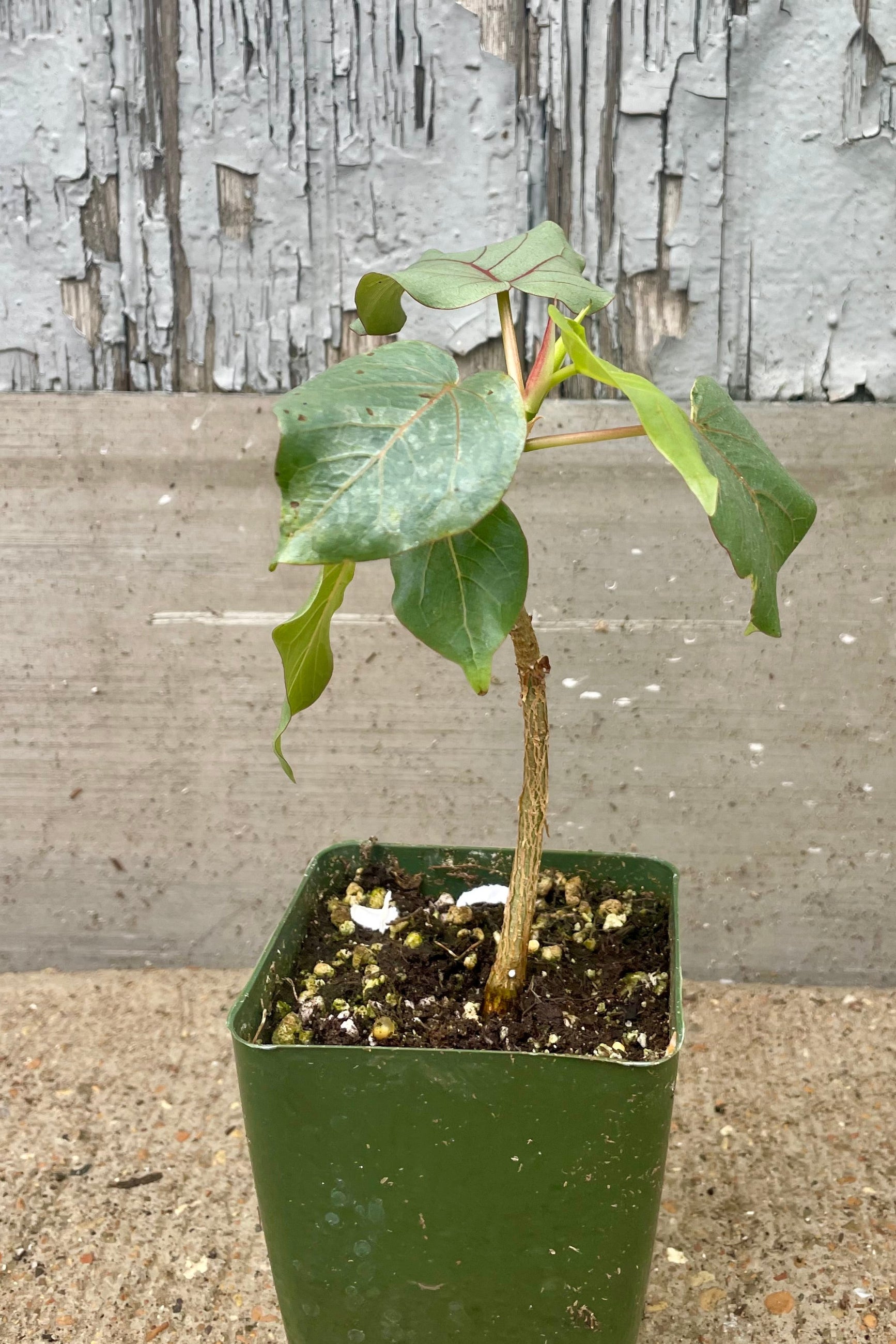 Ficus petiolaris "Rock Fig" in a square pot in front of a wooden wall ©Sprout Home