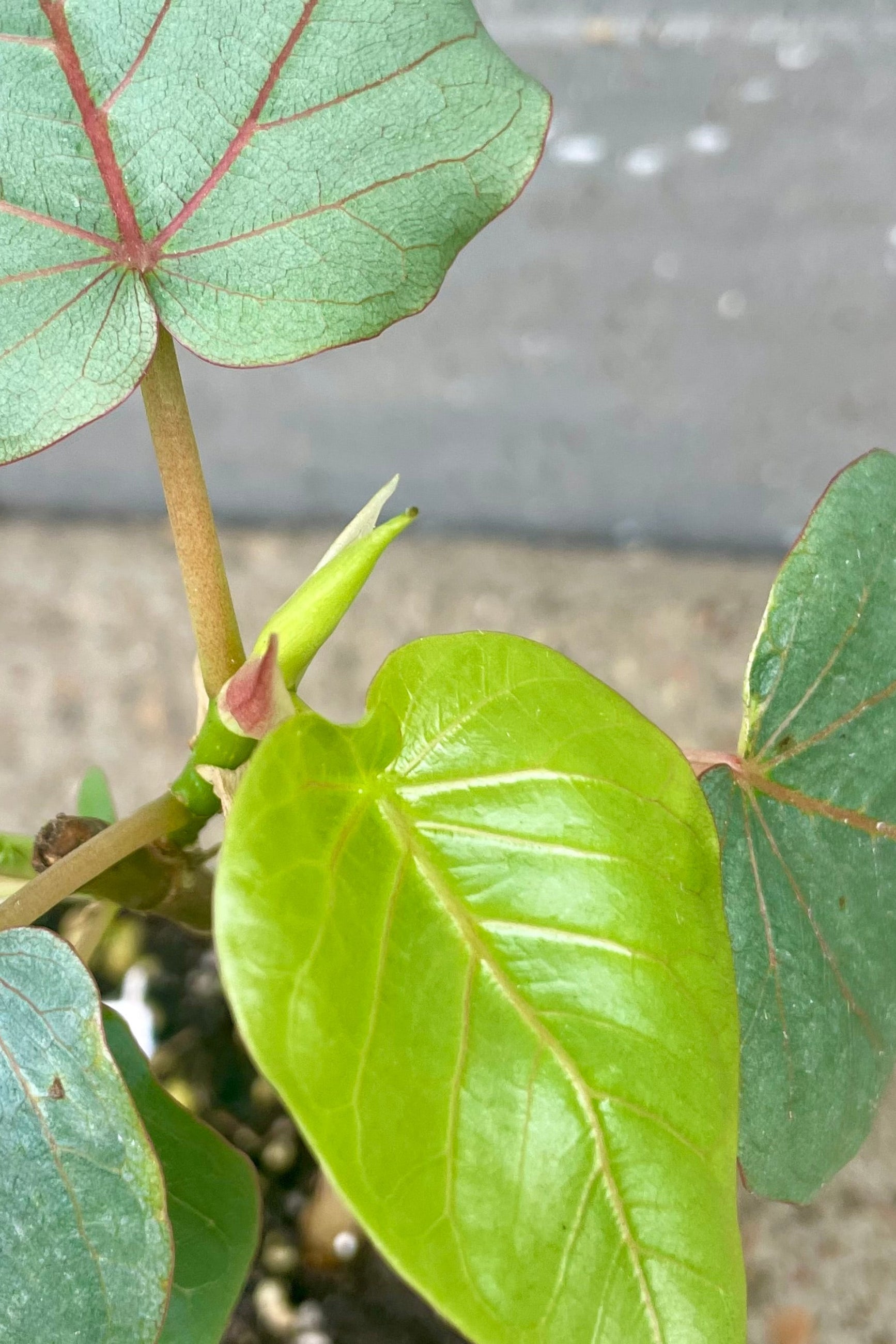 Close-up of agreen leaves with red veins. Ficus Rock Fig ©Sprout Home