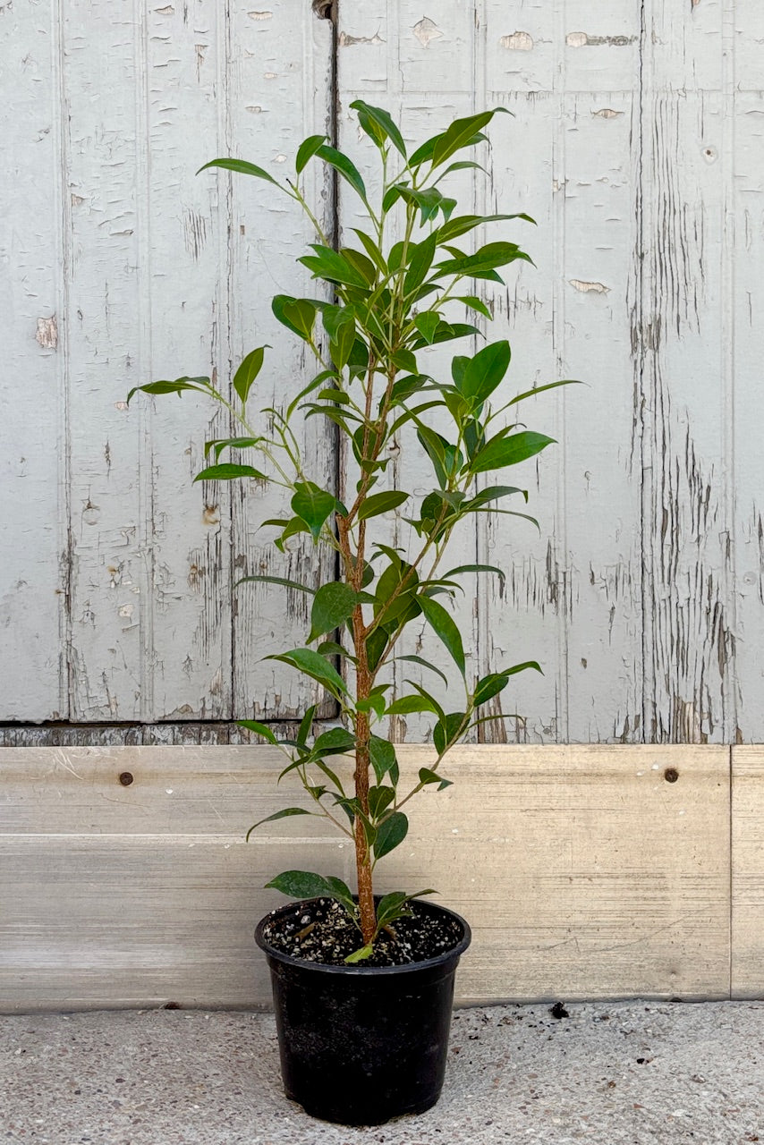 A potted Ficus retusa plant, known as 'Ginseng Ficus', with green leaves and a reddish-brown trunk, placed in front of a wooden backdrop. ©Sprout Home