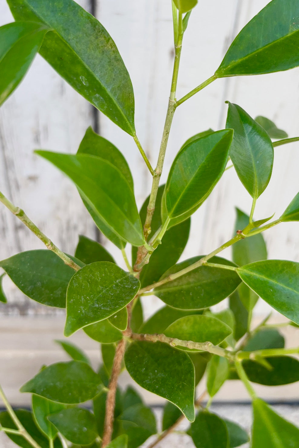 Ginsing Ficus leaves up close ©Sprout Home