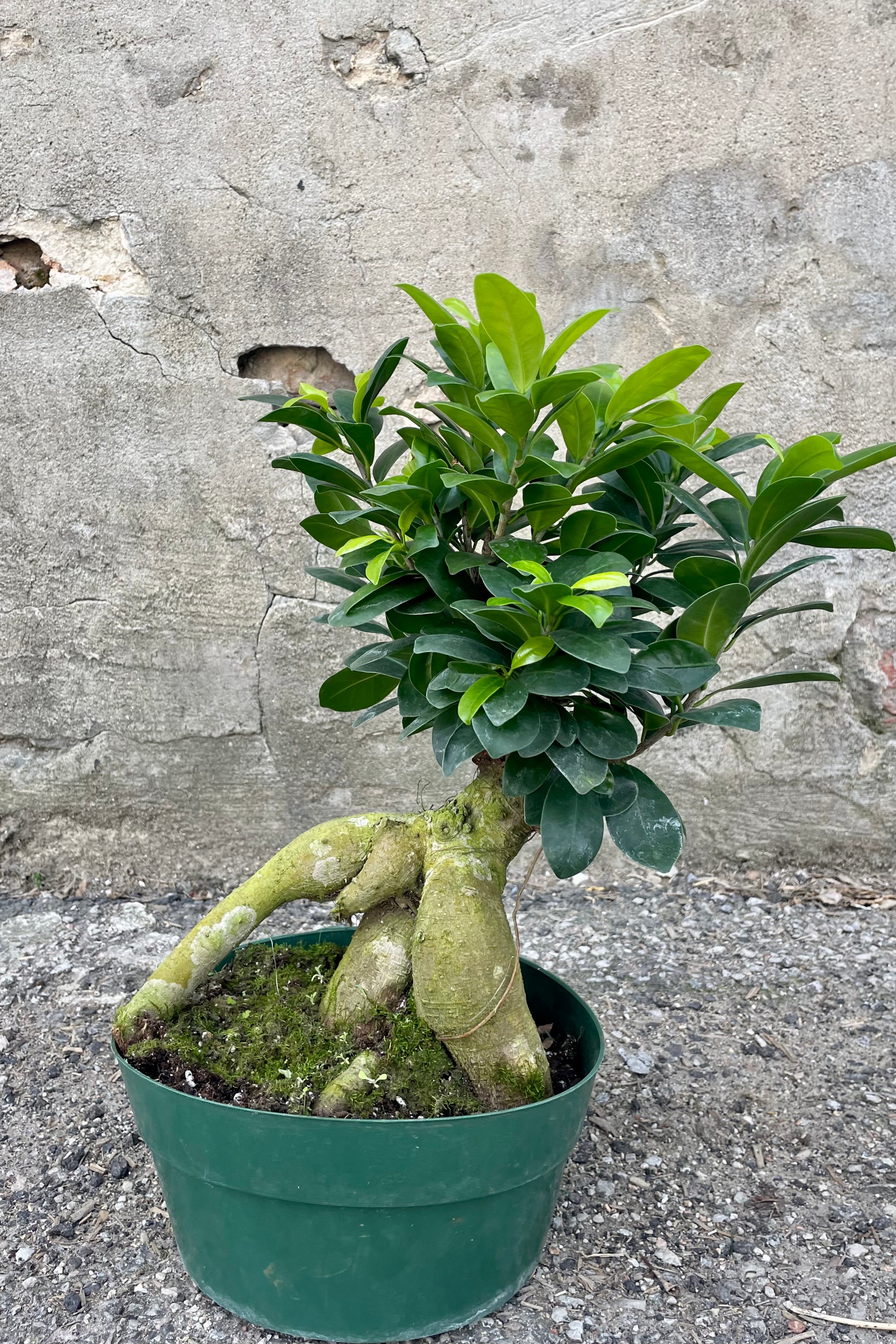 Photo of Ficus retusa with exposed roots and round green leaves in a green pot against a cement background.