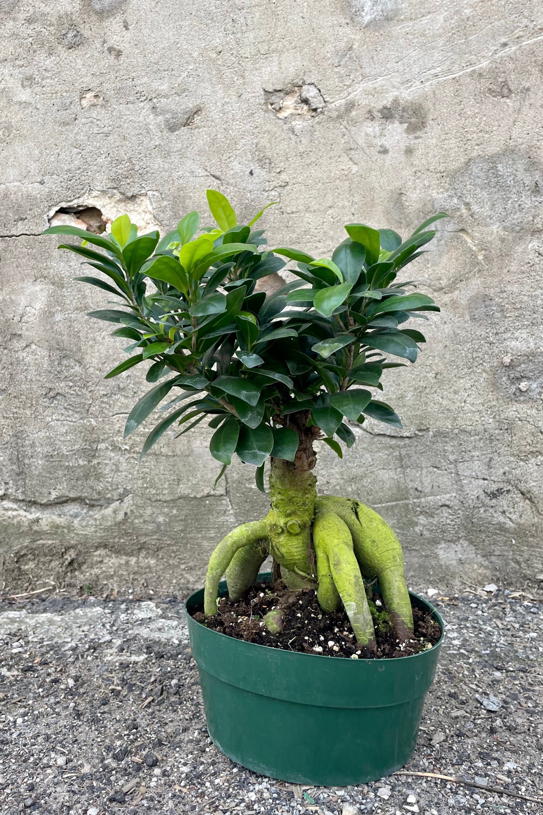 Photo of Ficus retusa with exposed roots and round green leaves in a green pot against a cement background. ©Sprout Home