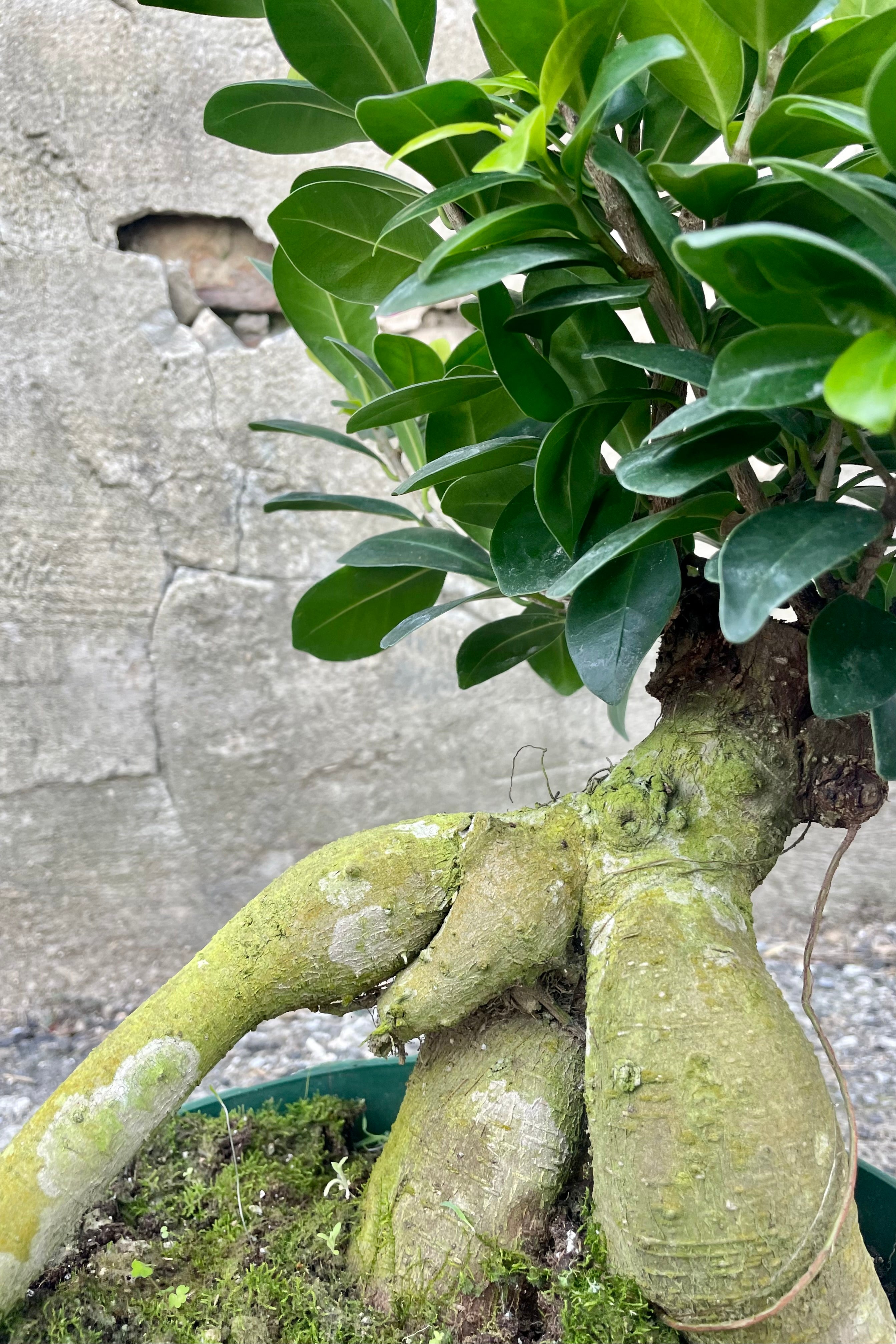 Photo of Ficus retusa with exposed roots and round green leaves in a green pot against a cement background.