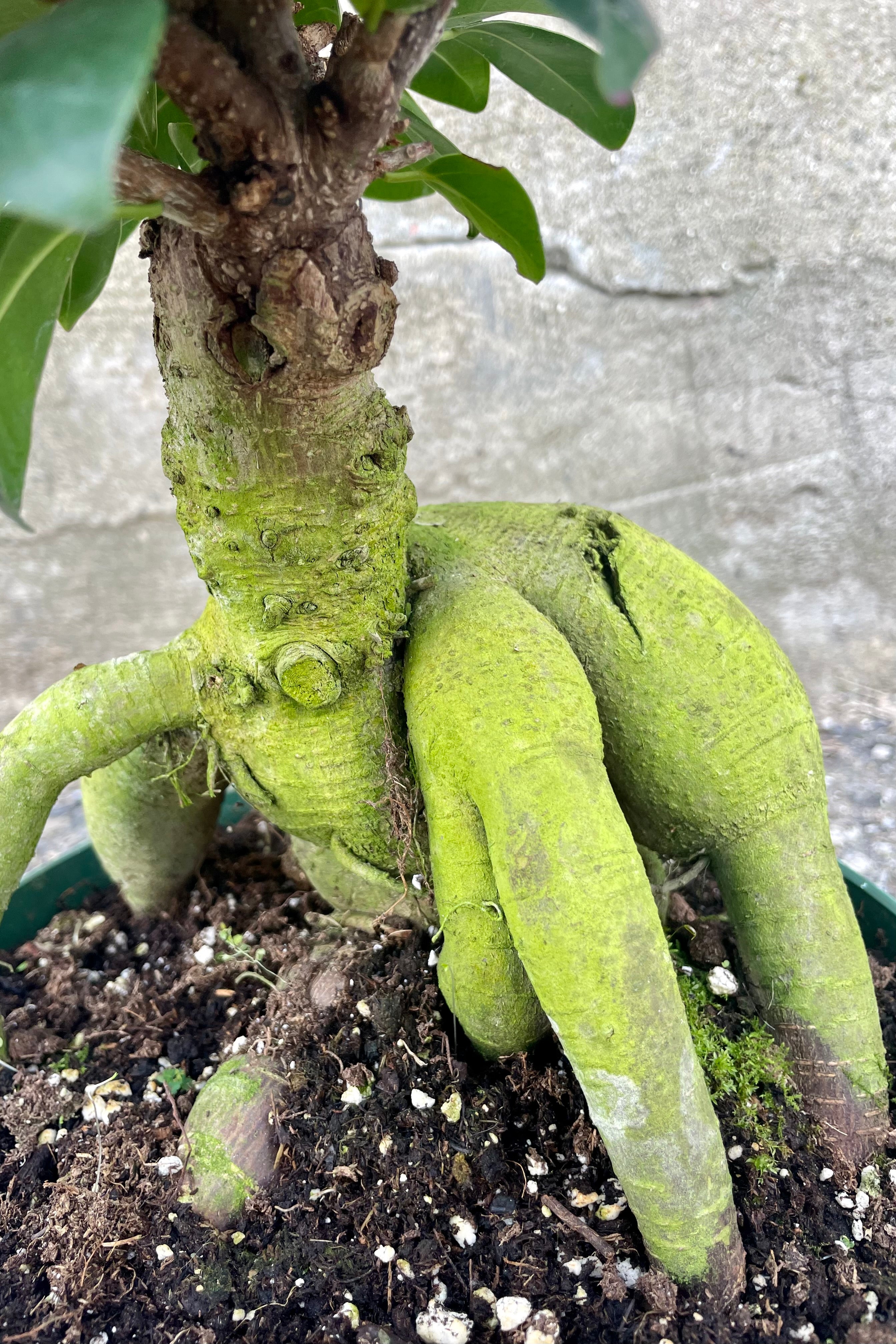 Photo of Ficus retusa with exposed roots and round green leaves in a green pot against a cement background.