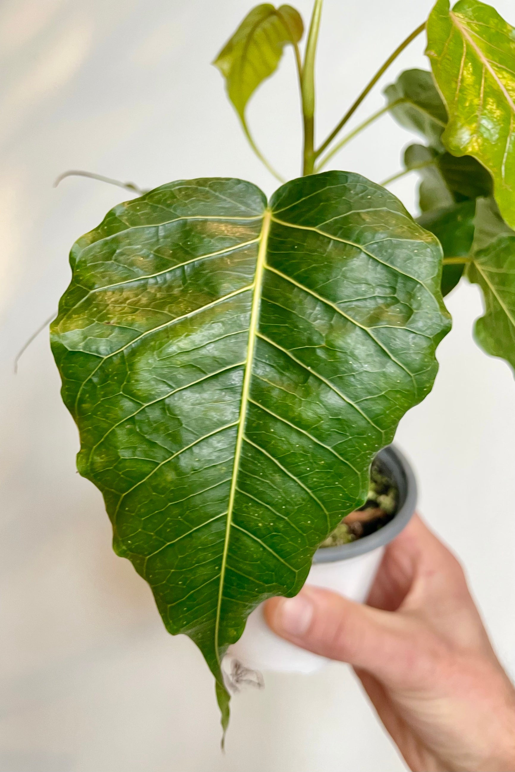 Close photo of the dramatically pointed green leaf of Ficus religiosa or Bo Tree. A hand holds this plant in a white pot in front of a white wall. ©Sprout HOme