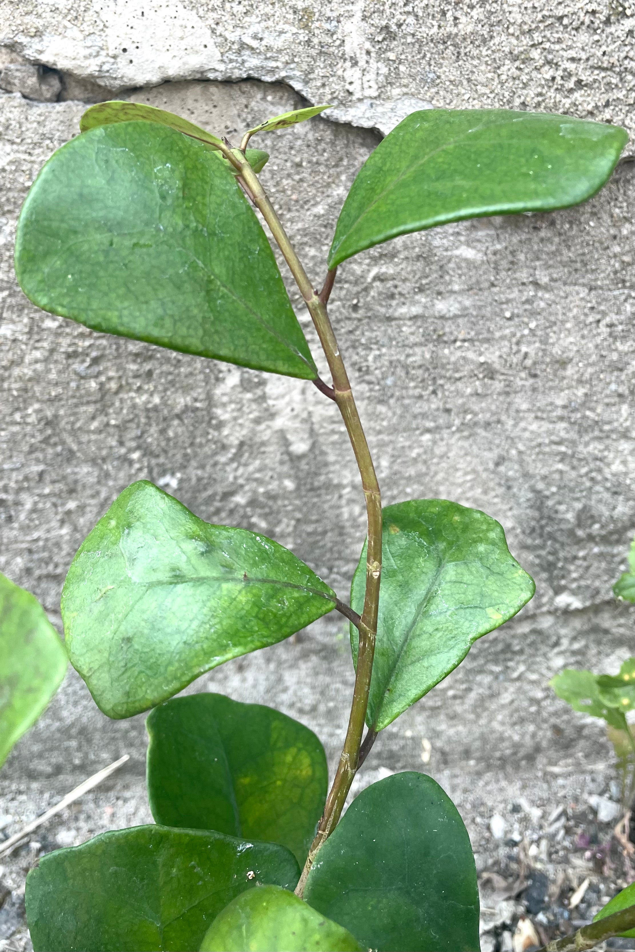 A detailed view of Ficus triangularis 4" against concrete backdrop
