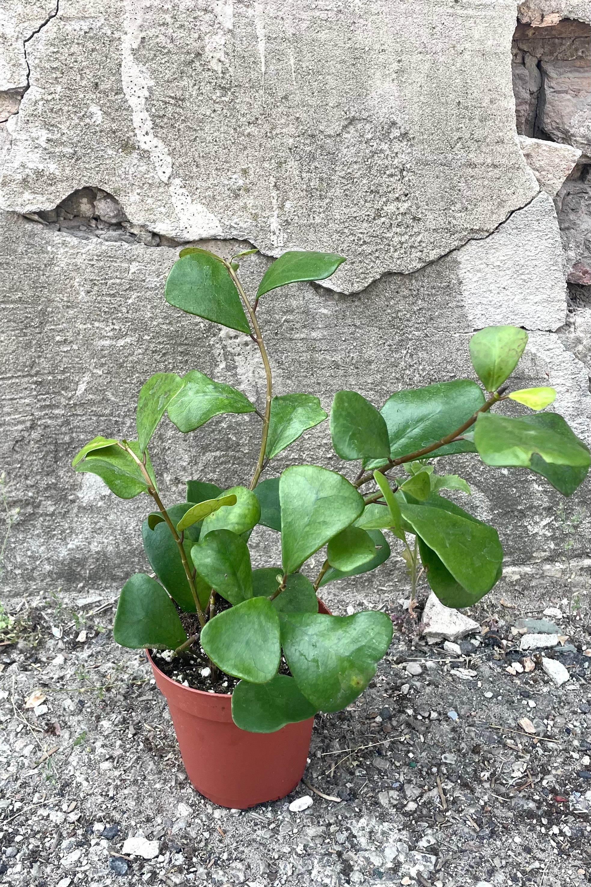 A full view of Ficus triangularis 4" in grow pot against concrete backdrop