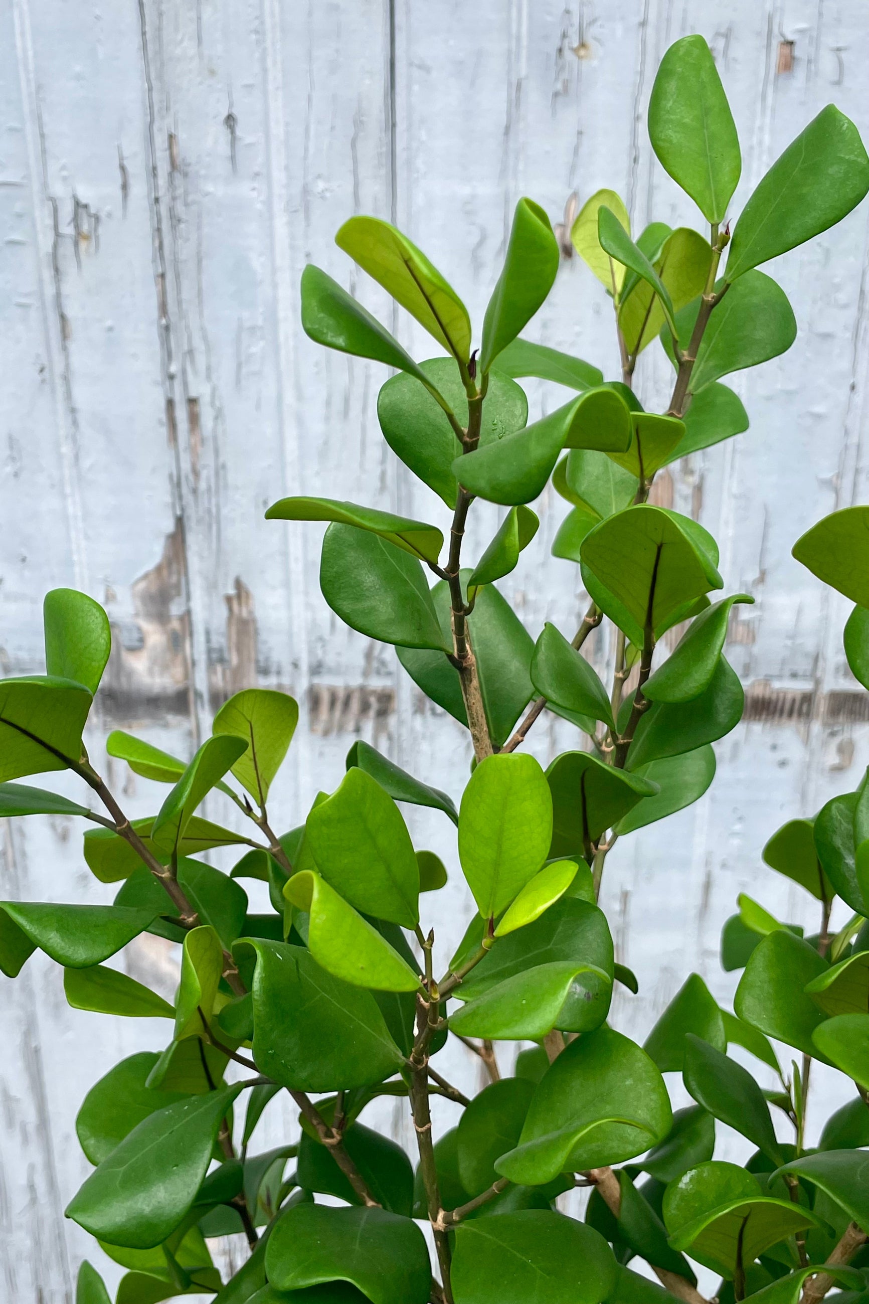 Close photo of dark green triangular leaves of Ficus triangularis Fig Tree ©Sprout Home