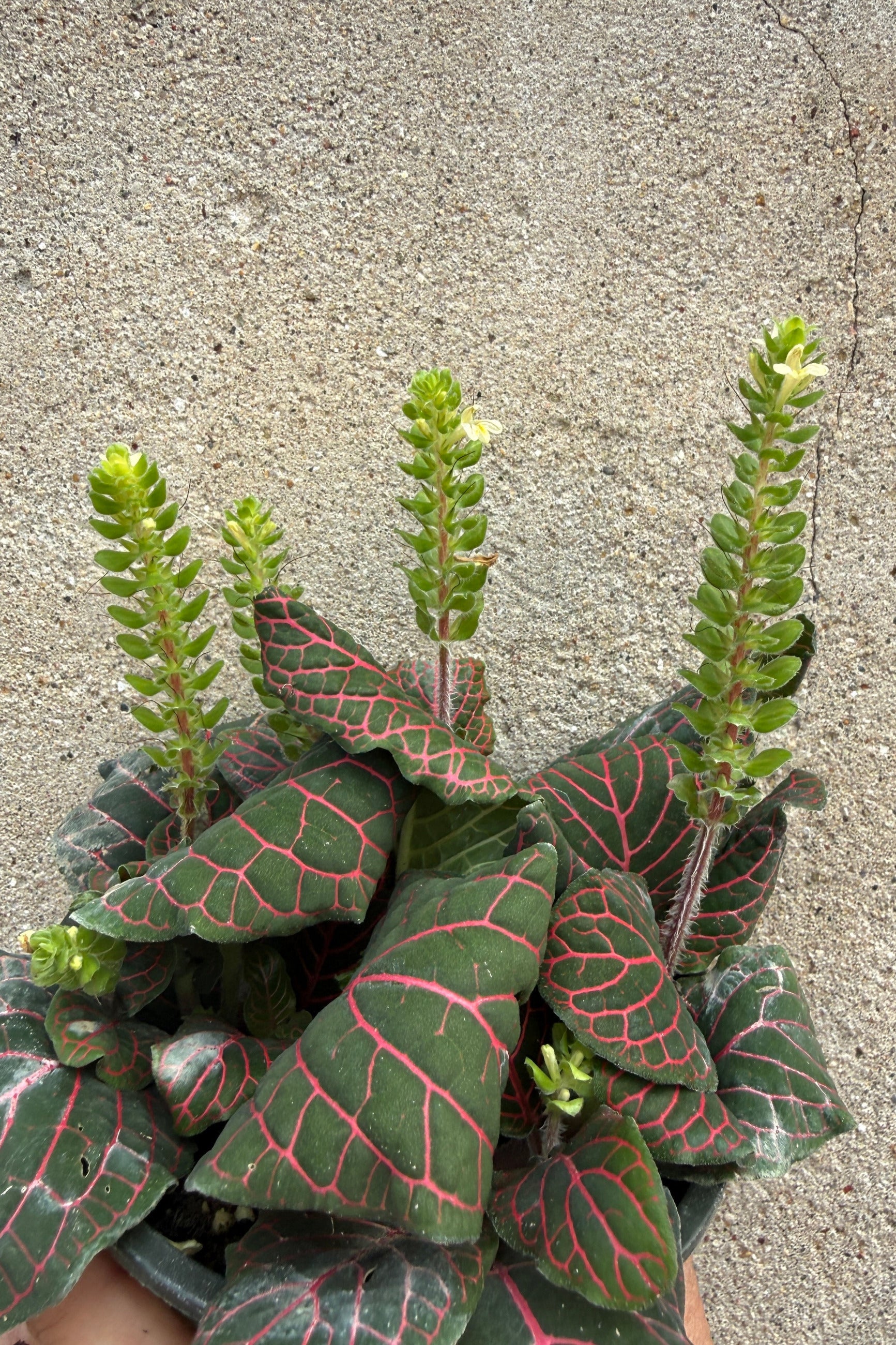 Fittonia albivenis red bloom stalks with some white flowers still left ©Sprout Home