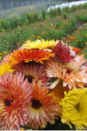 Flashback calendula flowers grouped together by Hudson Valley Seed Company. ©Hudson Valley Seed Co.
