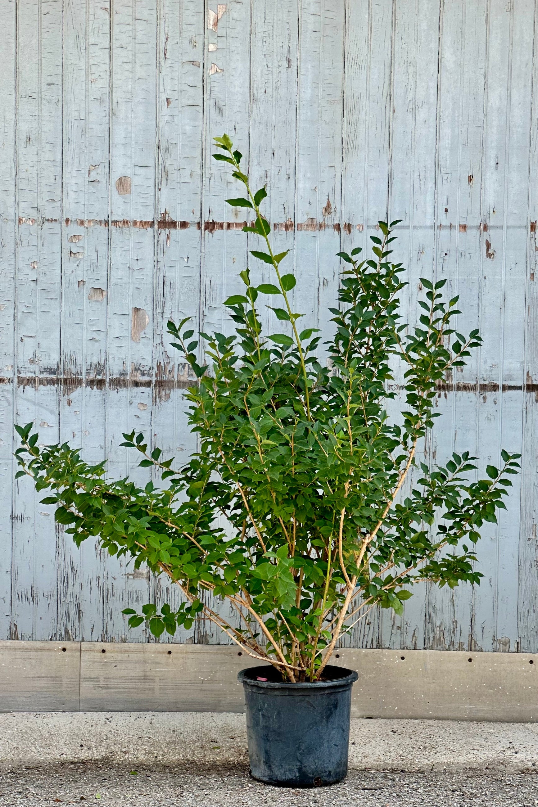 Forsythia 'Northern Gold' in a #5 growers pot the middle of June standing tall in front of a wood wall. ©Sprout Home