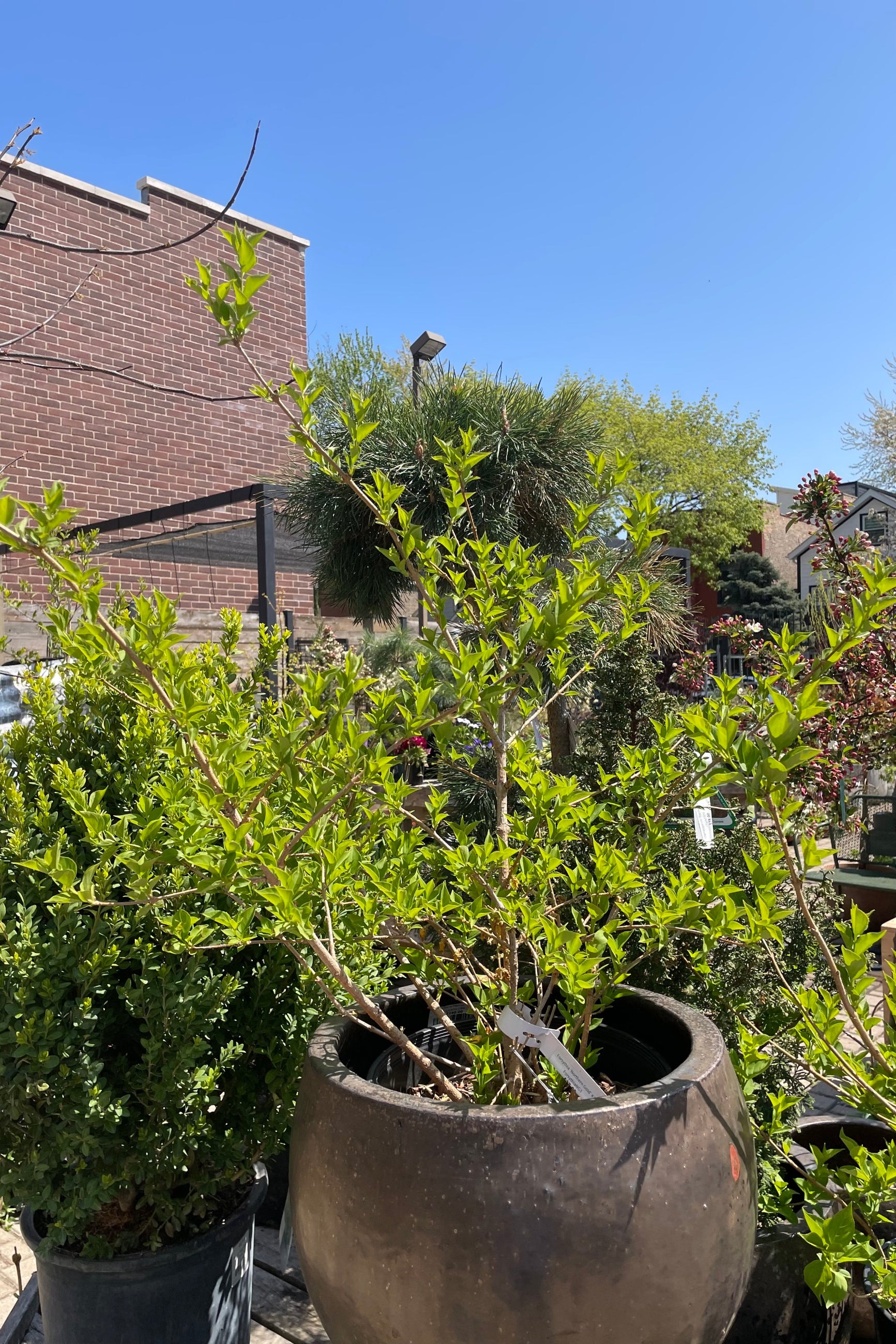 Forsythia 'Northern Gold' in a #3 growers pot sitting in a decorative gunmetal ceramic pot the beginning of May after the shrub is done blooming and the green leaves come out. ©Sprout Home