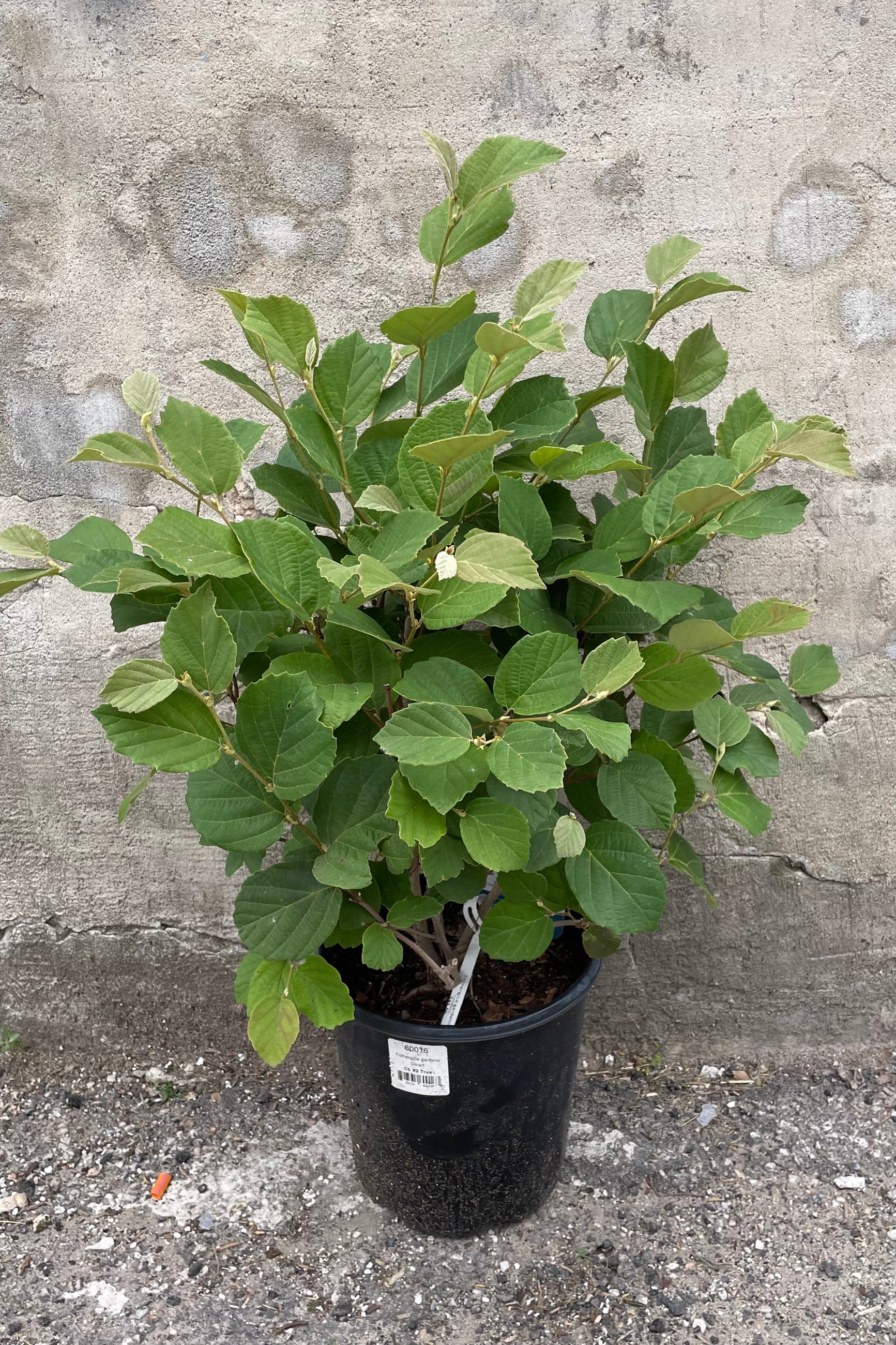 Fothergilla gardenii in a #2 growers pot the middle of June robust with green leaves. ©Sprout Home