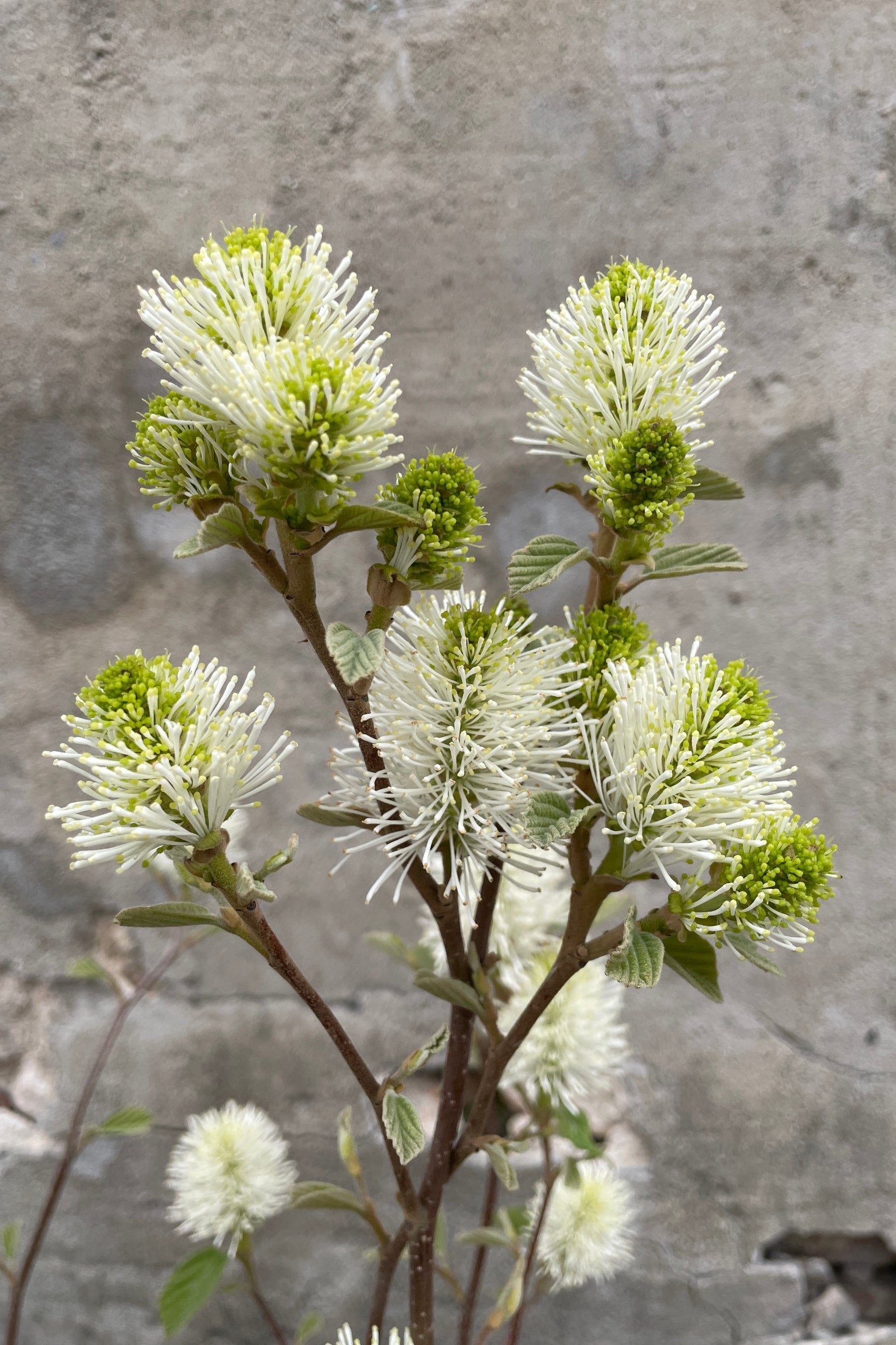 Detail of the April white flower tufts of the Fothergilla gardenii against a concrete wall at Sprout Home. ©Sprout Home