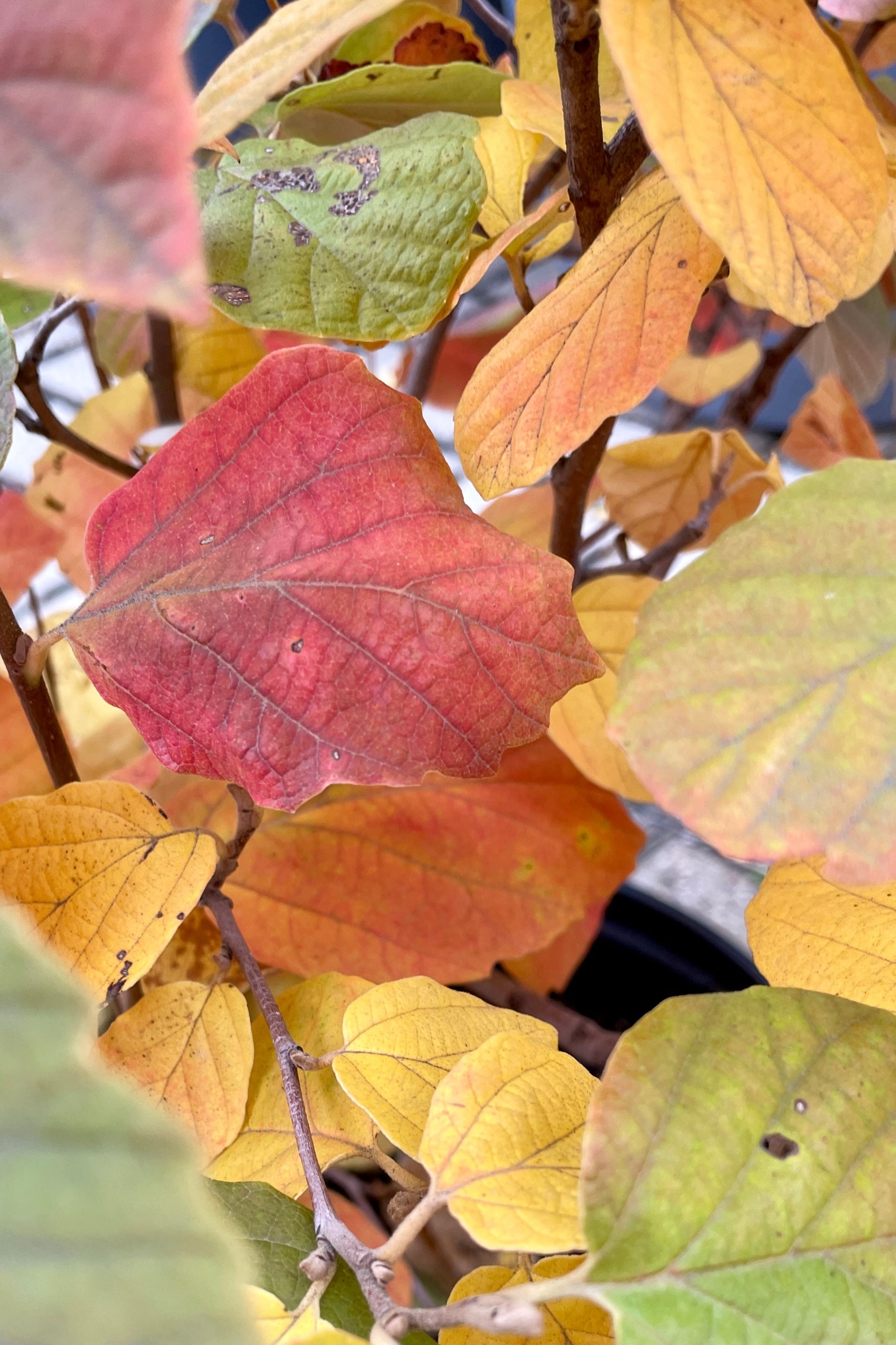 detail of the fall orange to red leaves of the Fothergilla 'Mount Airy' the end of October in the Sprout Home yard prior to leaf drop. ©Sprout Home