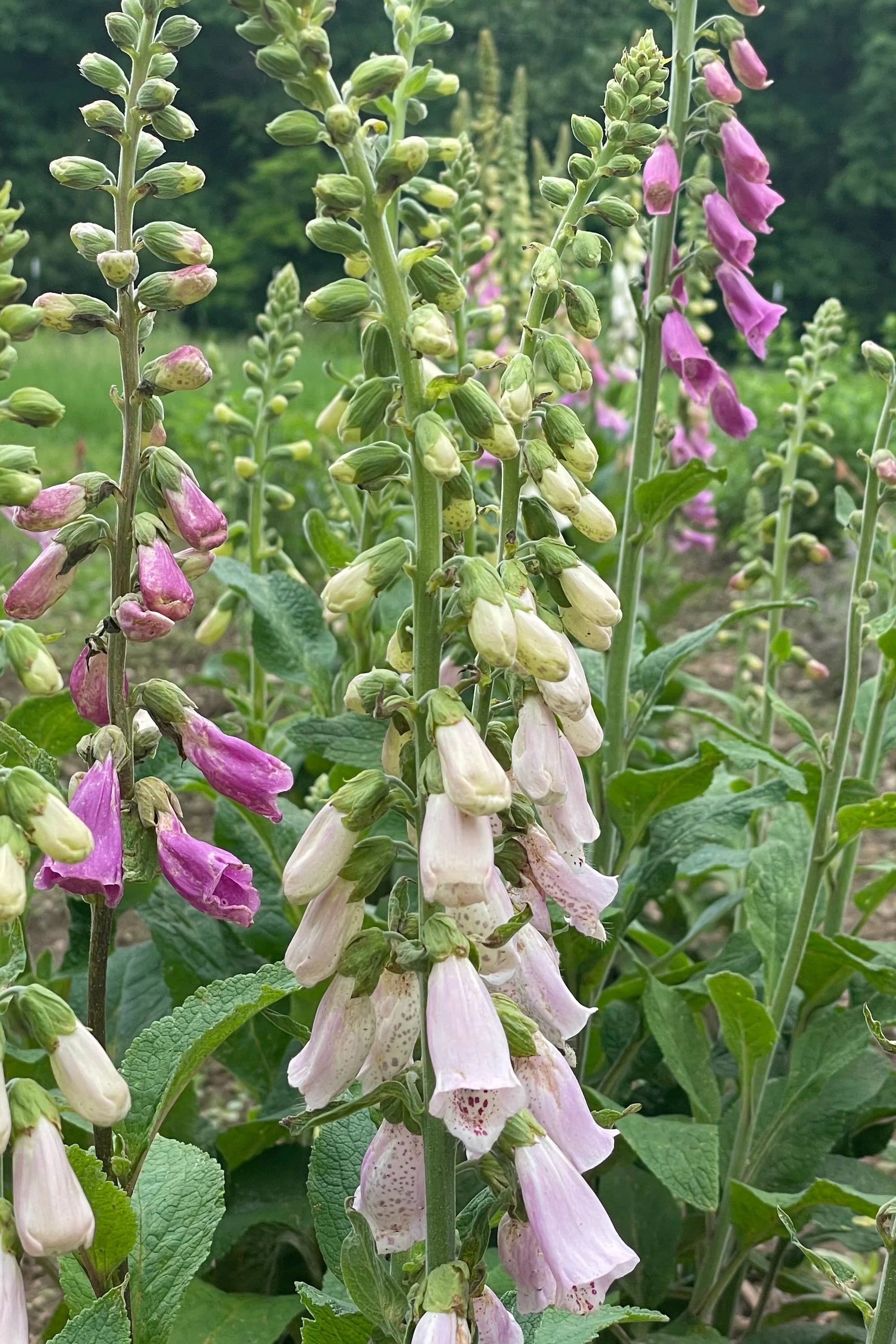 Floral garden with pink and white flowers and green foliage ©Hudson Valley Seed Co.
