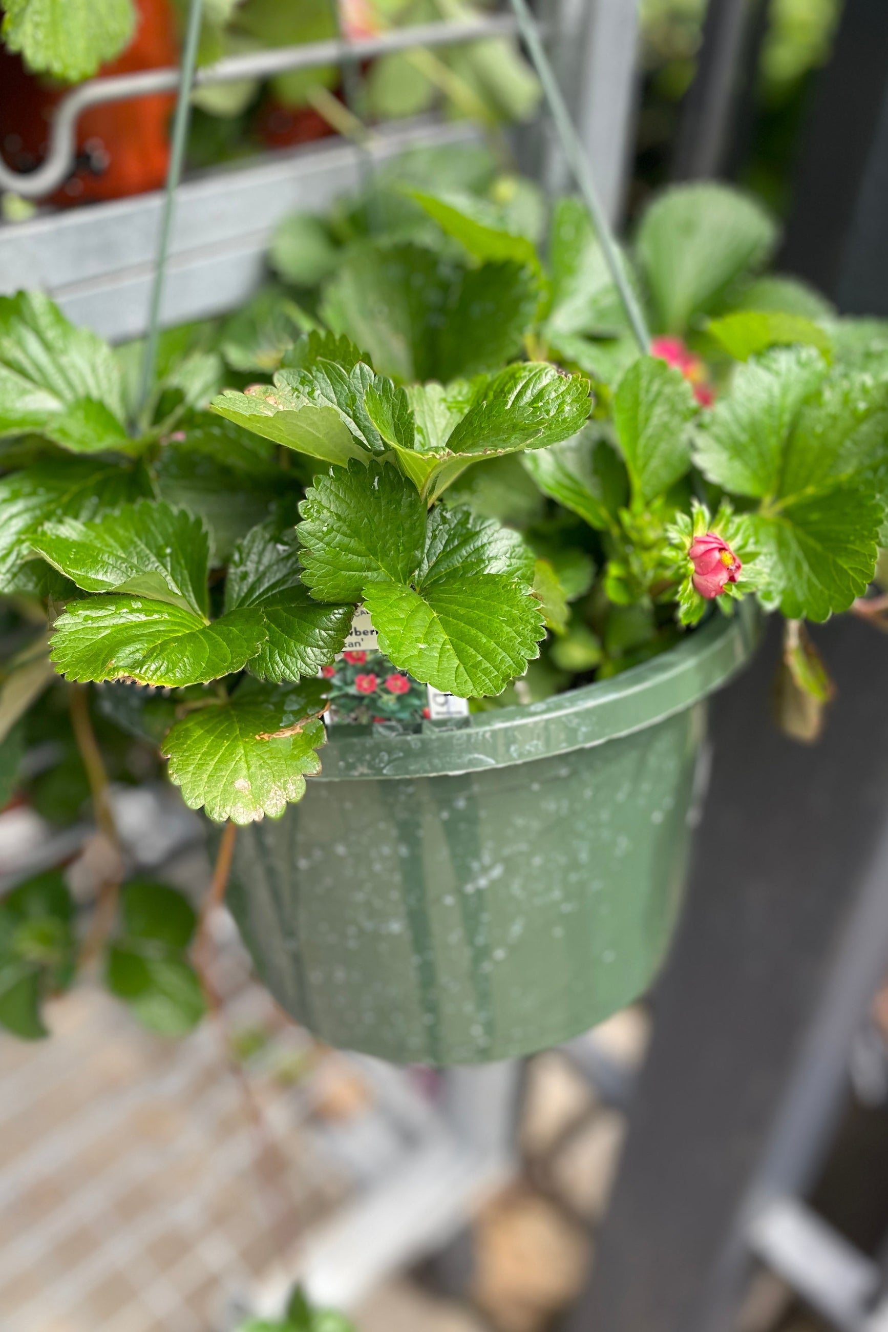 basket of 'Tristan' strawberry plant mid May at Sprout Home ©Sprout Home