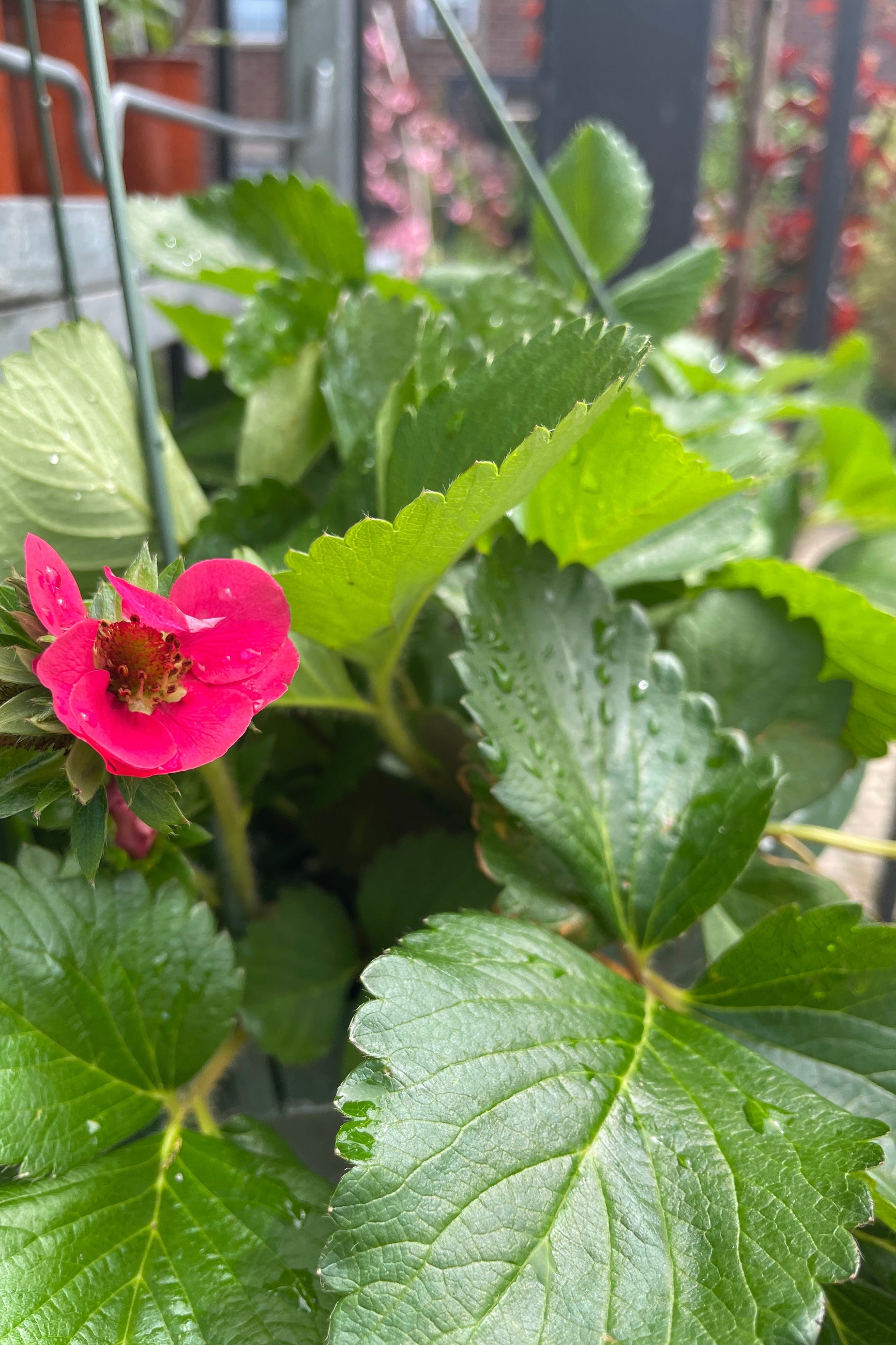 Fragaria Tristan in bloom with a fuchsia flower mid May at Sprout Home ©Sprout Home