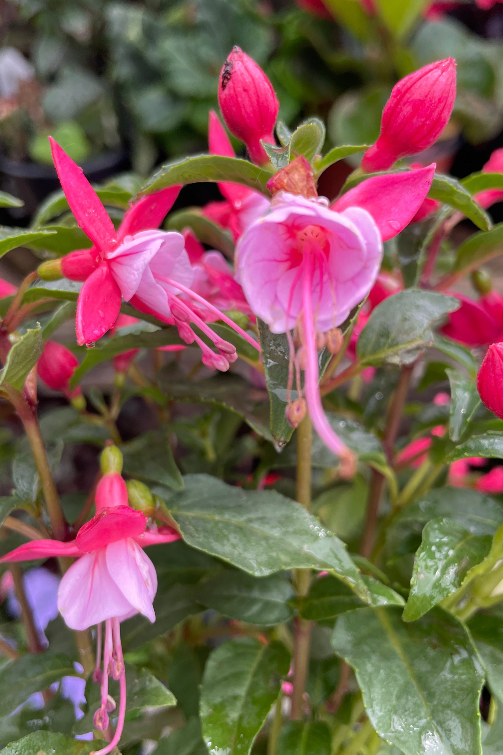 Fuchsia 'Bella Nikita' flowering its light pink and hot pink blooms up close mid May ©Sprout Home