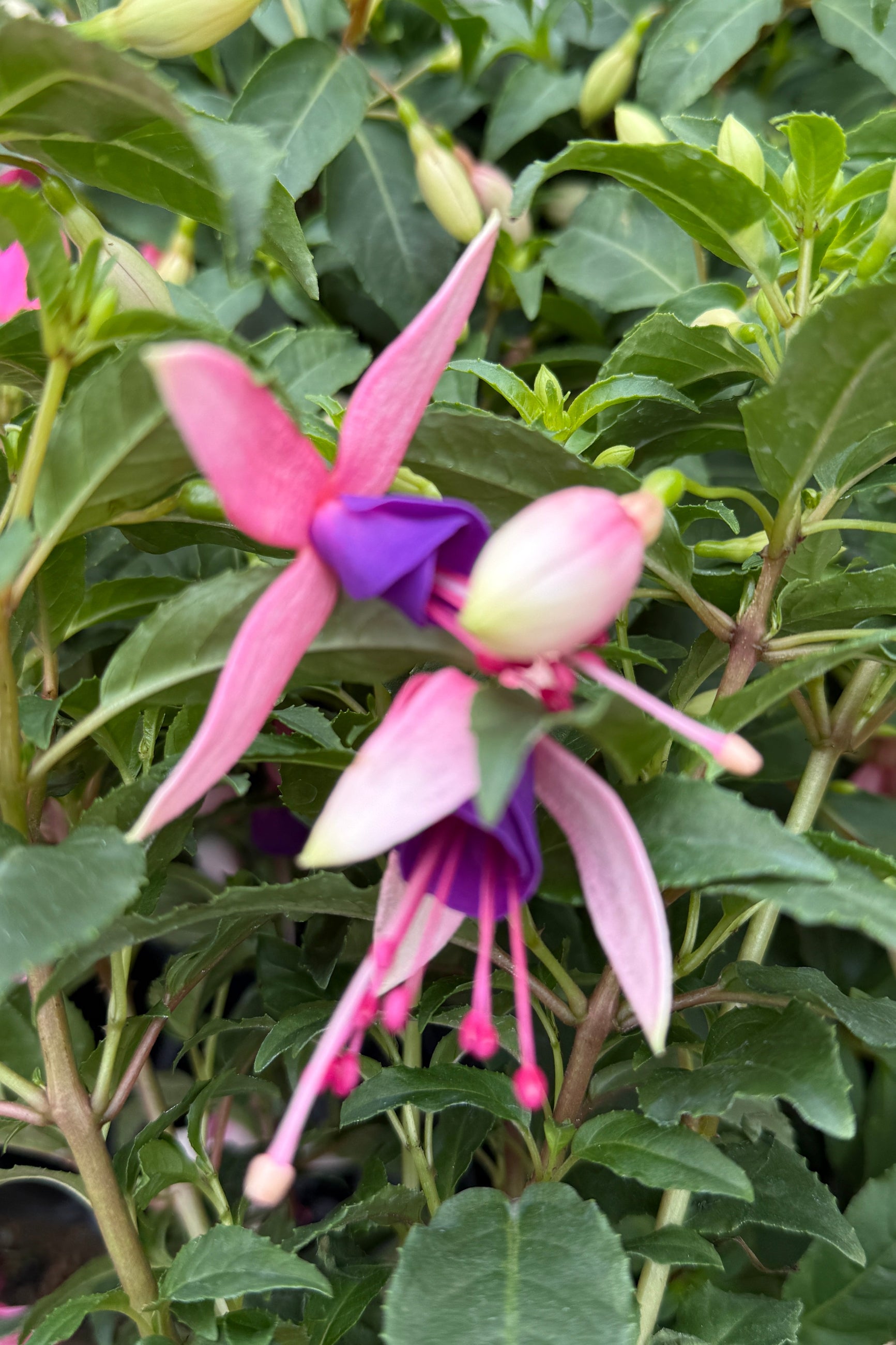 Fuchsia 'Bella Mariska' flowers up close in May ©Sprout Home