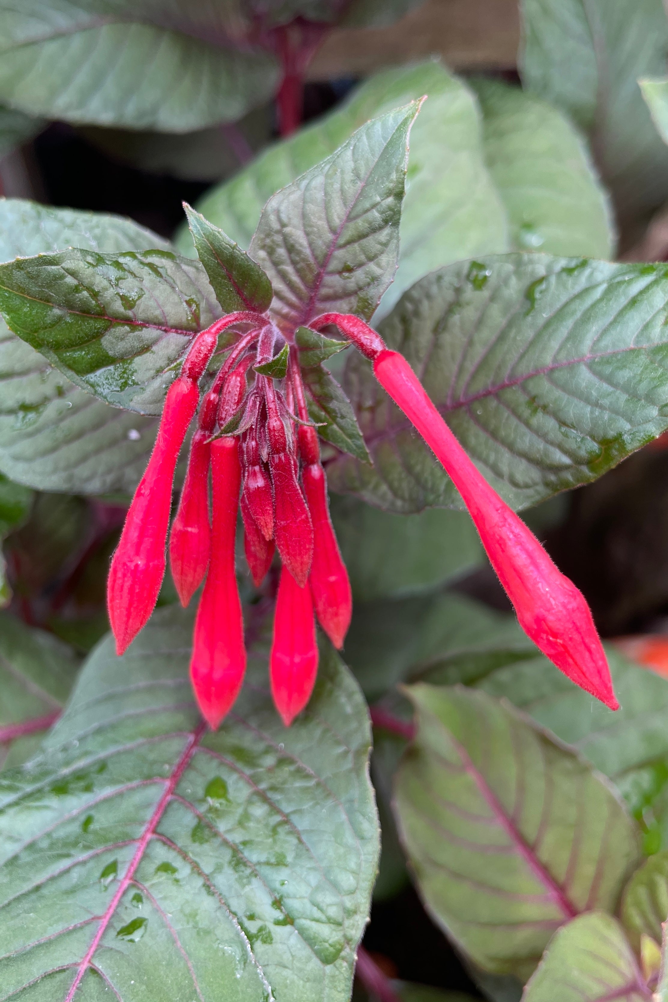 The tubular flowers of the Fuchsia 'Gartenmeister' about to bloom at Sprout Home.