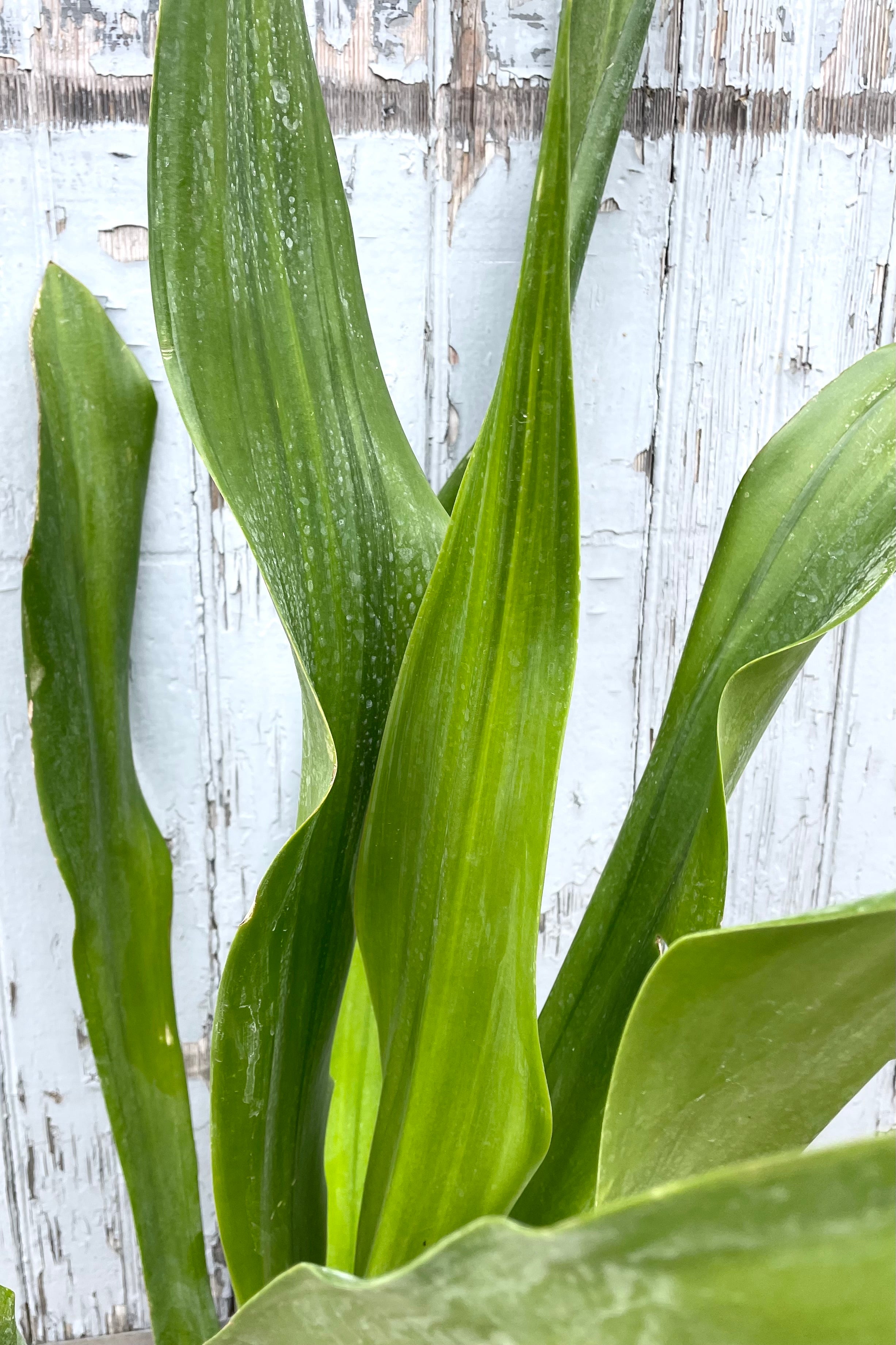 A detailed view of Furcraea foetida 'Variegata' 10" against wooden backdrop