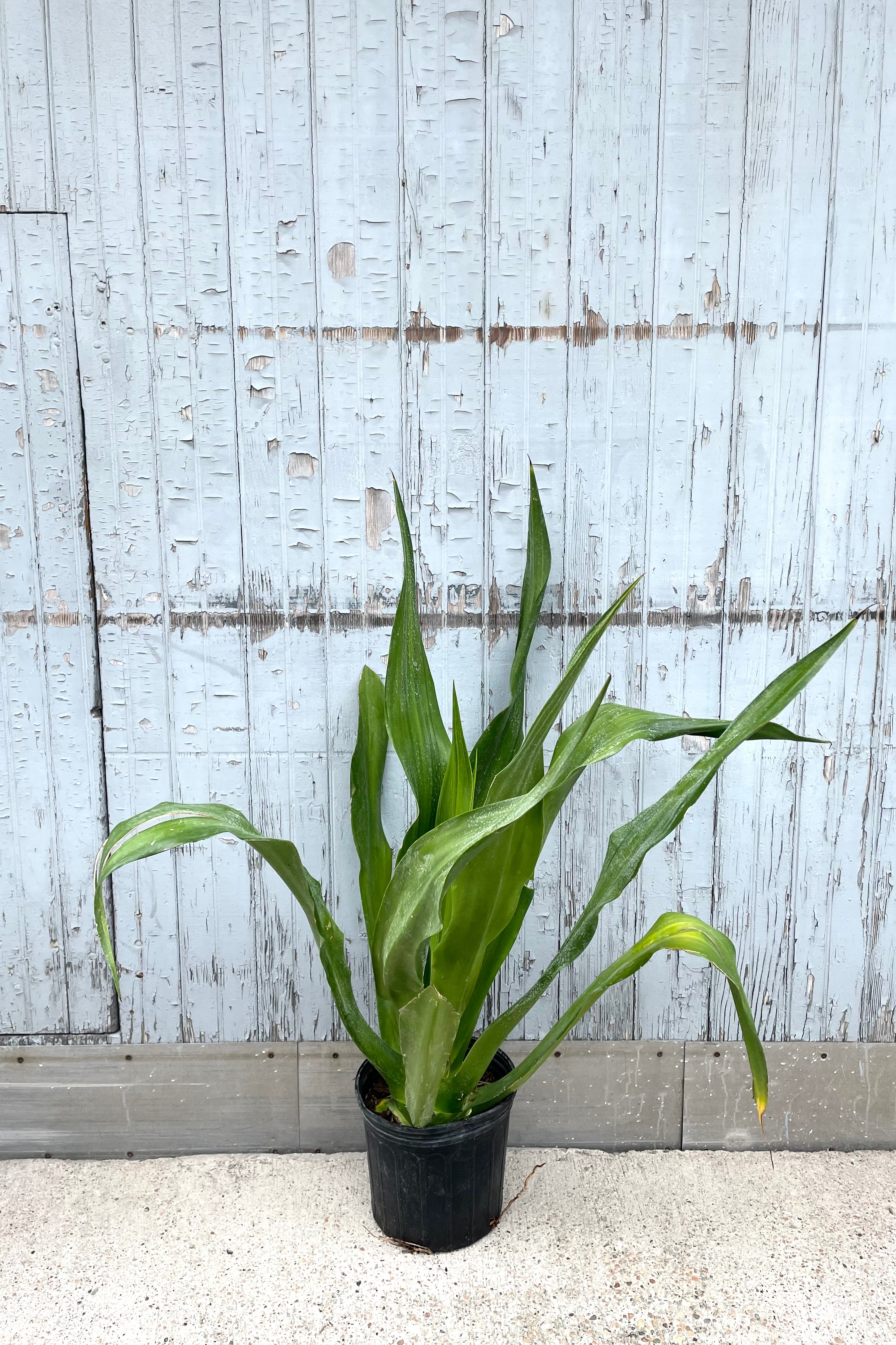 A full view of Furcraea foetida 'Variegata' 10" in gallon pot against wooden backdrop