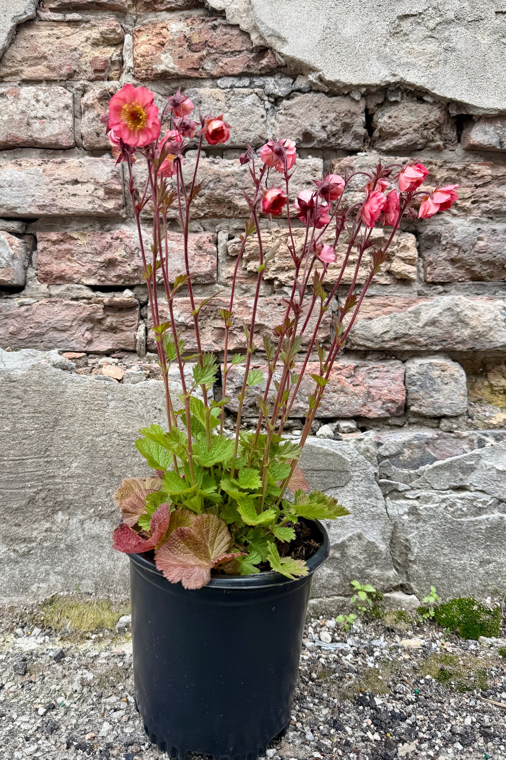 Geum 'Tempo Coral' in bloom the beginning of May in a #1 growers pot against a brick wall ©Sprout Home