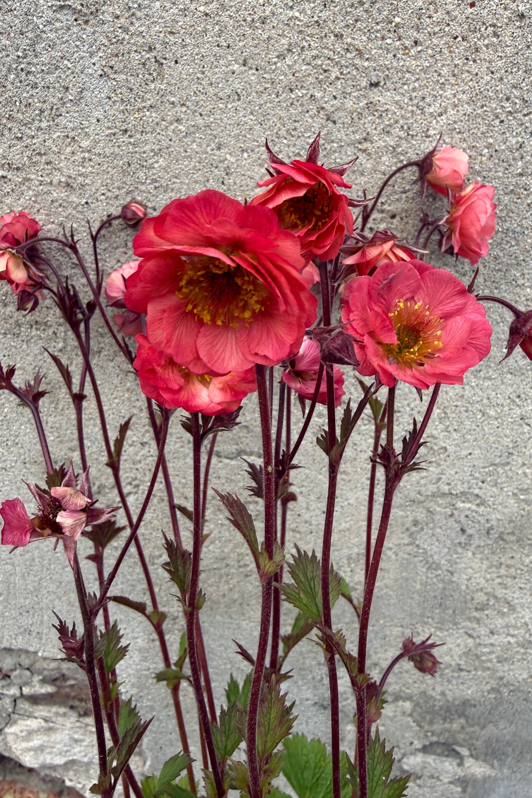 Geum 'Tempo Coral' orange coral blooms open and up close the beginning of May ©Sprout Home