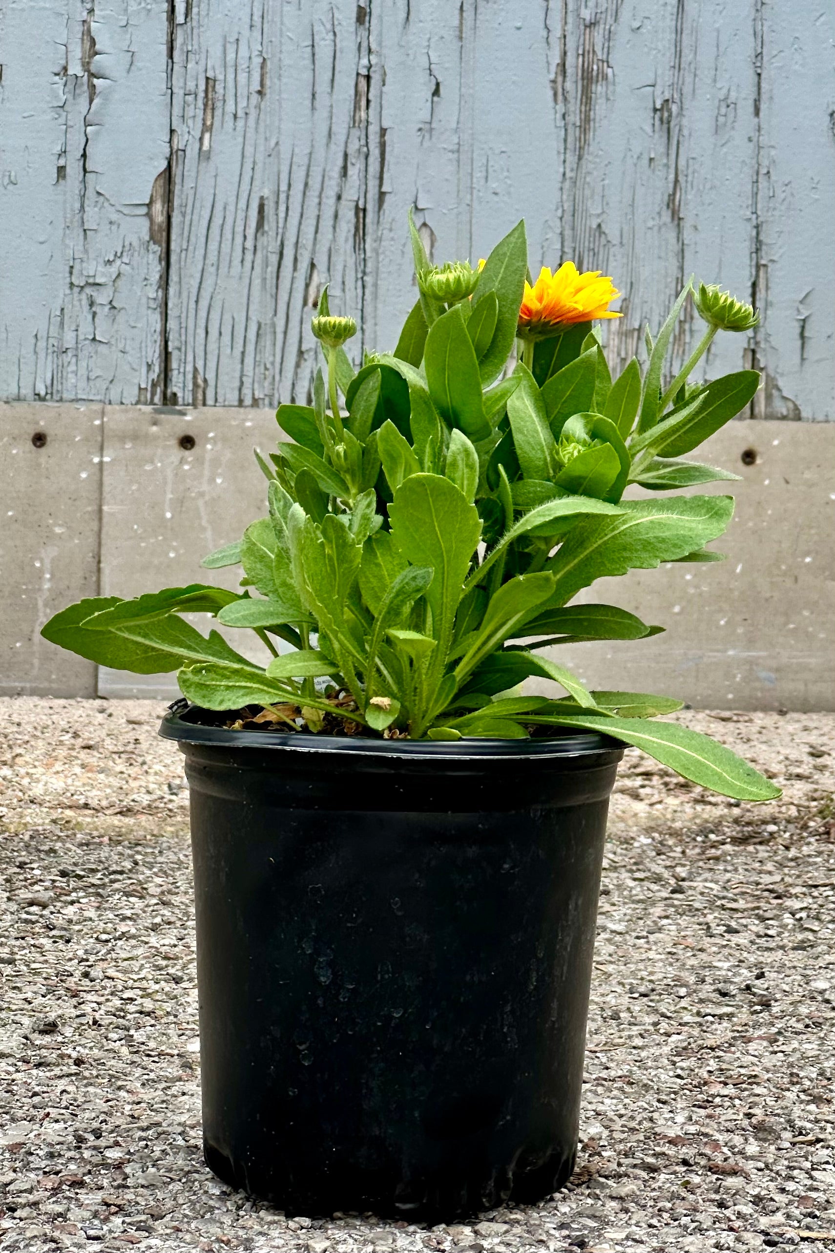 Gaillardia 'Arizona Apricot' in a #1 growers pot in bud and bloom the beginning of June. ©Sprout Home