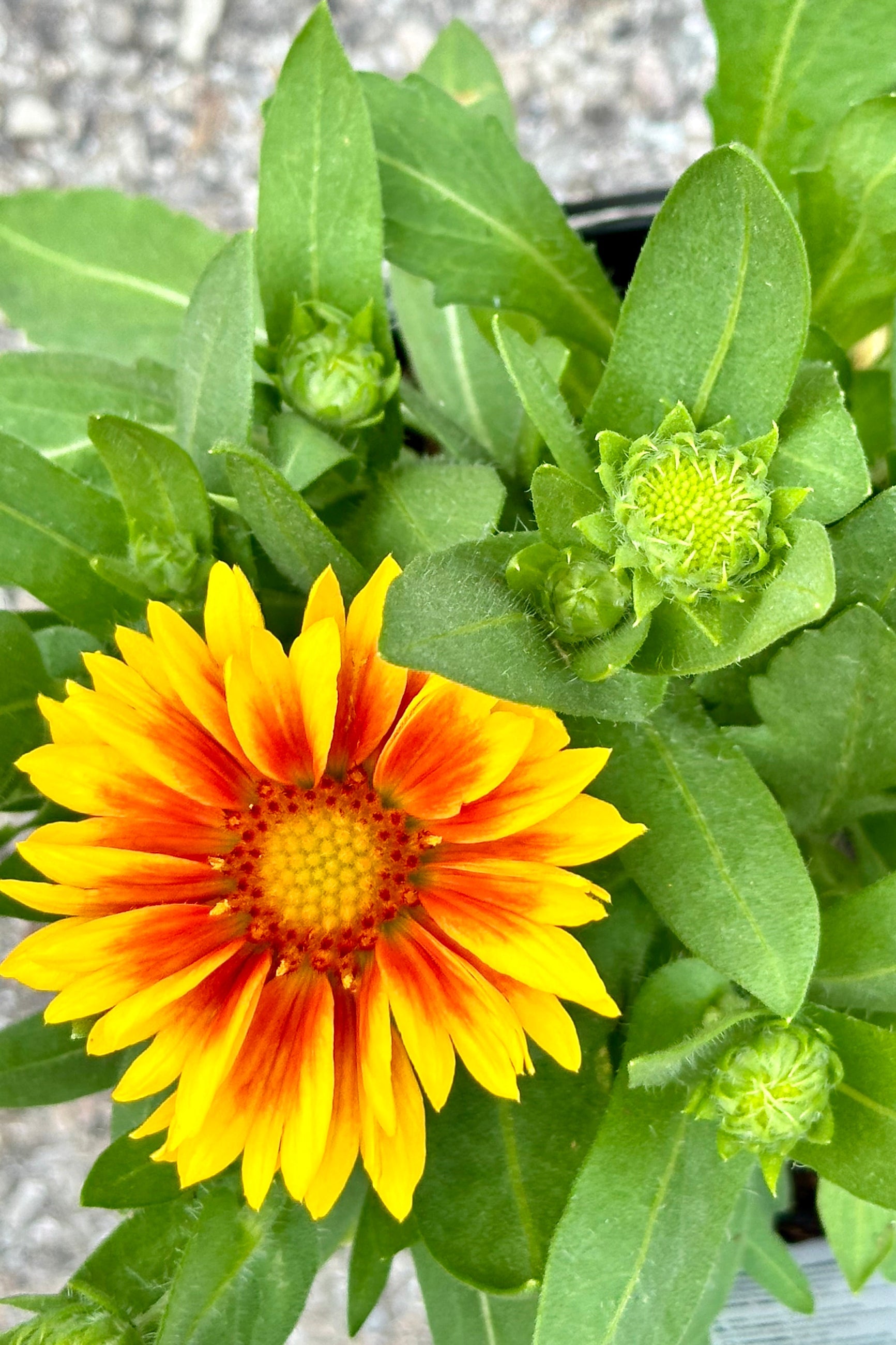 The yellow and red petals of the Gaillardia 'Arizona Apricot' and many bud behind it the beginning of June ©Sprout Home