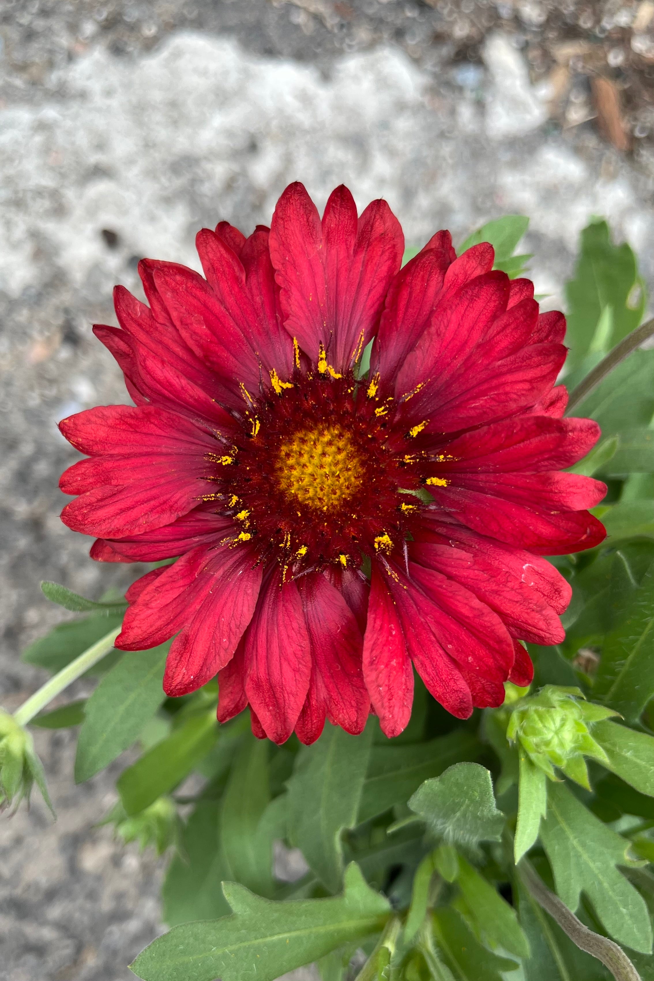 Gaillardia grandiflora best sale mesa red