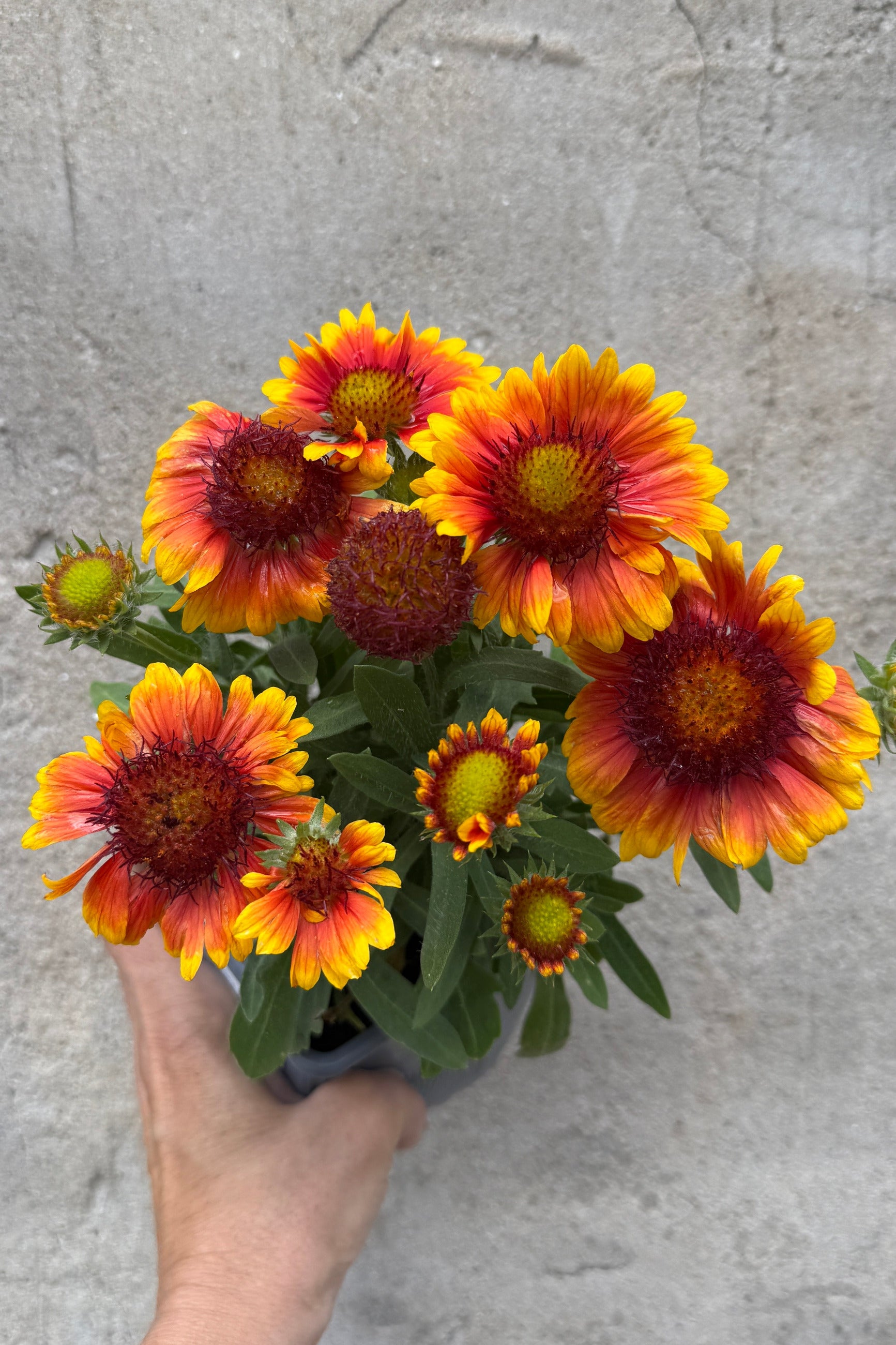 Gaillardia 'Arizona Sun' in a 1qt pot in bloom the middle of June showing the flowers from up top ©Sprout Home