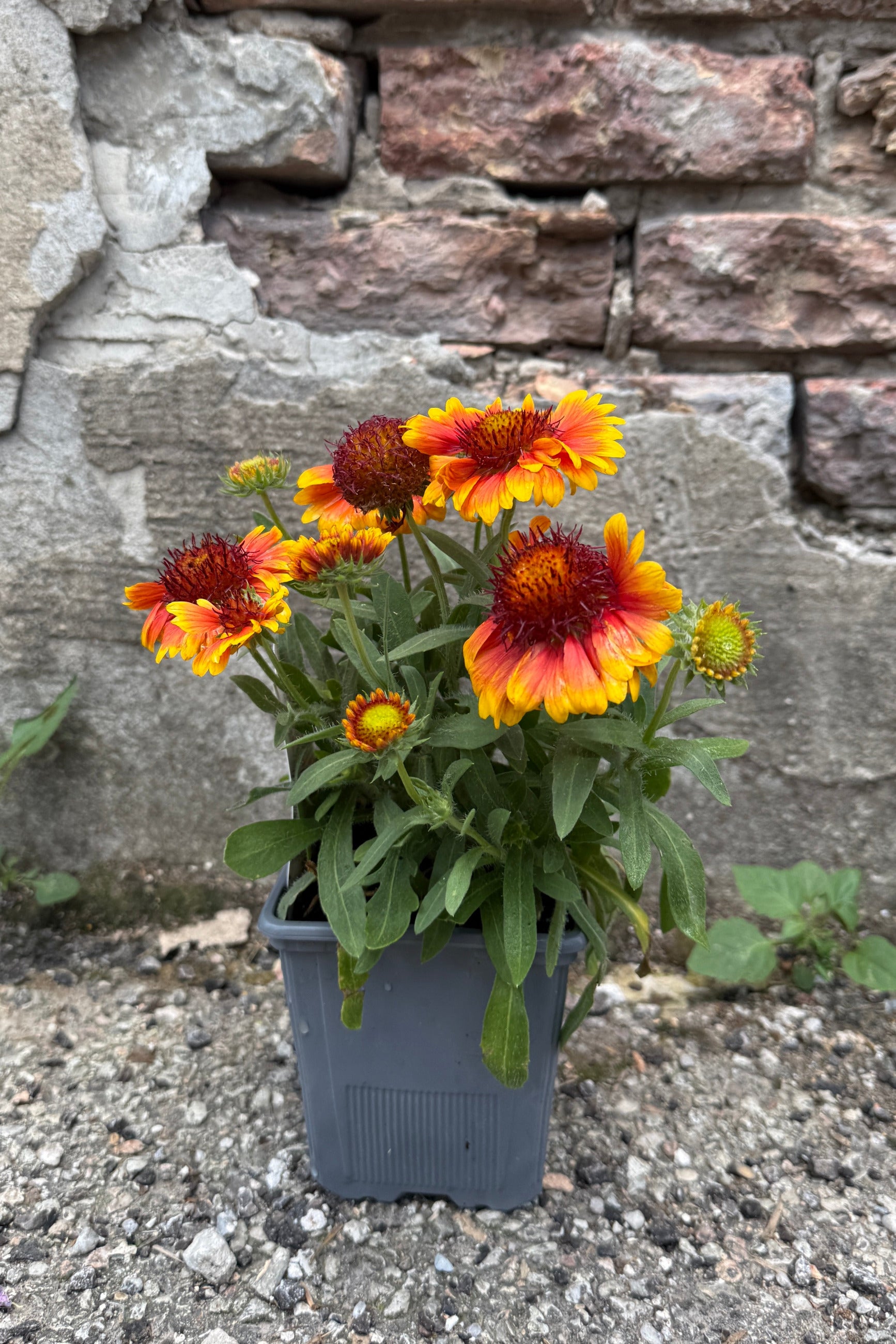 Gaillardia 'Arizona Sun' in a 1qt pot in bloom the middle of June against a brick wall ©Sprout Home