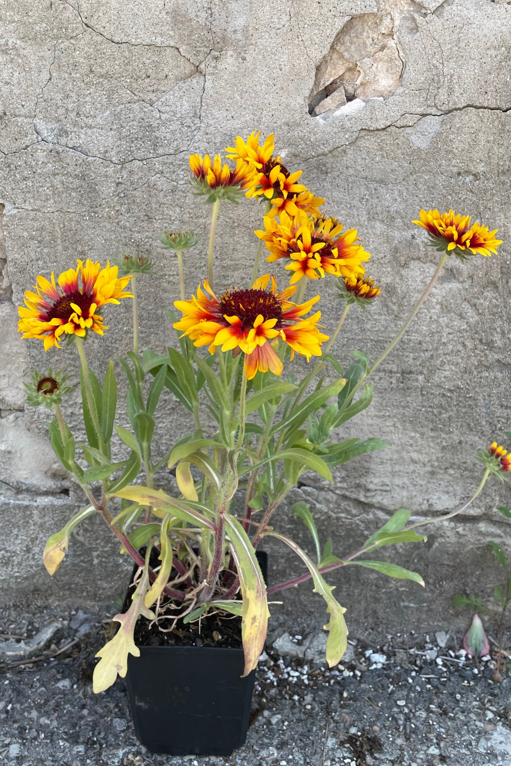 Gaillardia 'Goblin' in a 1qt size in full bloom the end of May withe its red and yellow daisy like flowers. ©Sprout Home