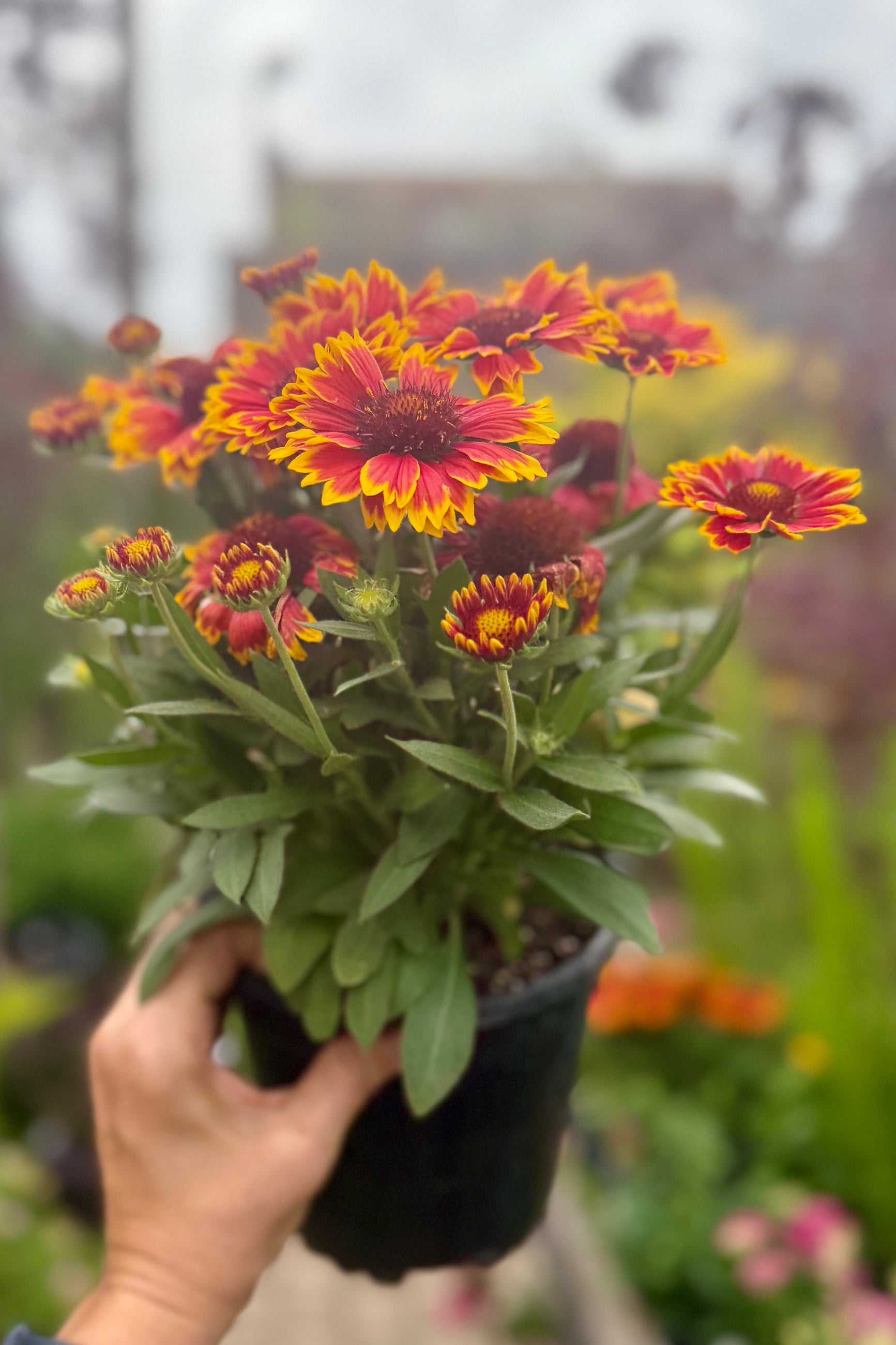 Gaillardia 'Spintop Orange Halo Improved' being held in hand in a #1 growers pot in bloom mid June ©Sprout Home