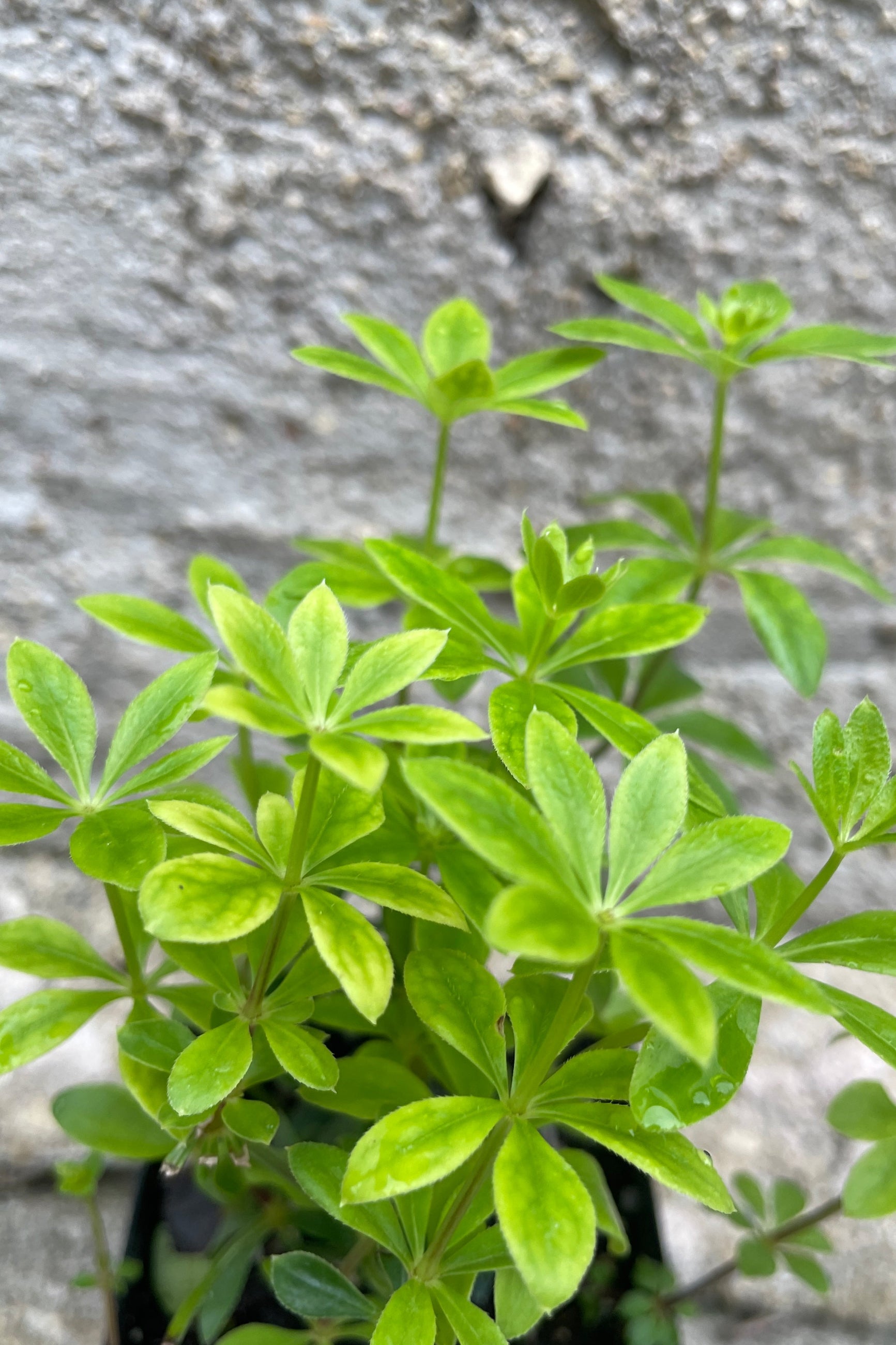 detail of the bright green waxy like leaves of Galium odoratum ground cover mid June ©Sprout Home