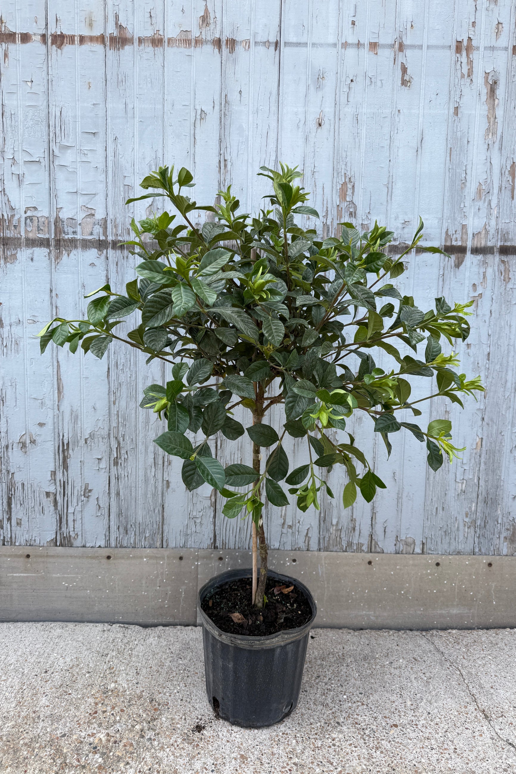Potted gardenia topiary plant in front of a wooden fence ©Sprout Home