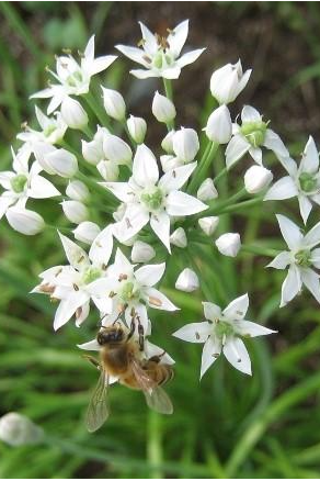 a blooming garlic chive up close with a bee on one of the white flowers by Hudson Valley Seed Company ©Hudson Valley Seed Co.