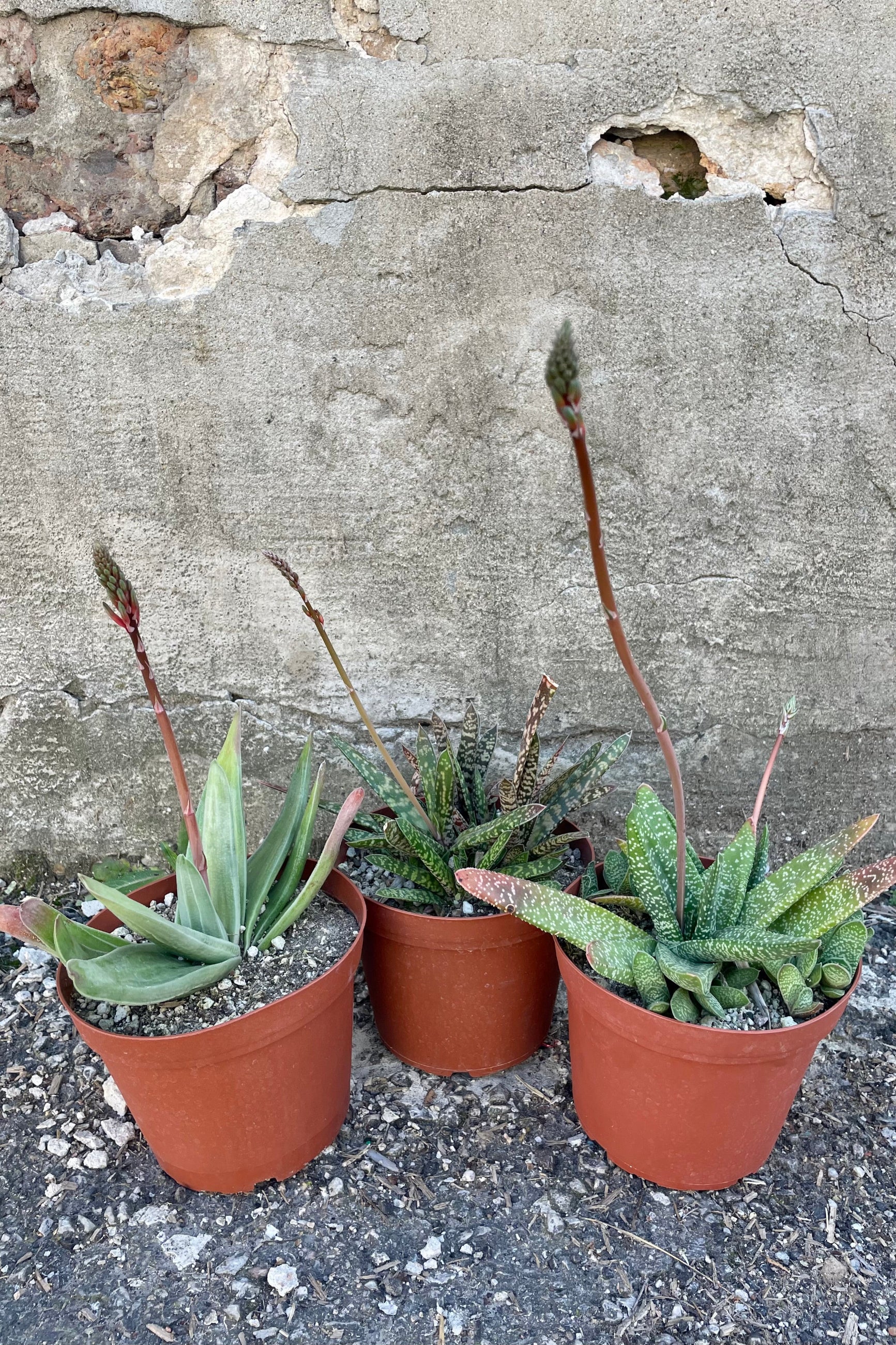 Photo of three Gasteria succulents in orange pots against a cement wall. Gasteria leaves are long, narrow and textured with mottled green color. Each plant is growing spikes of flowers. ©Sprout Home