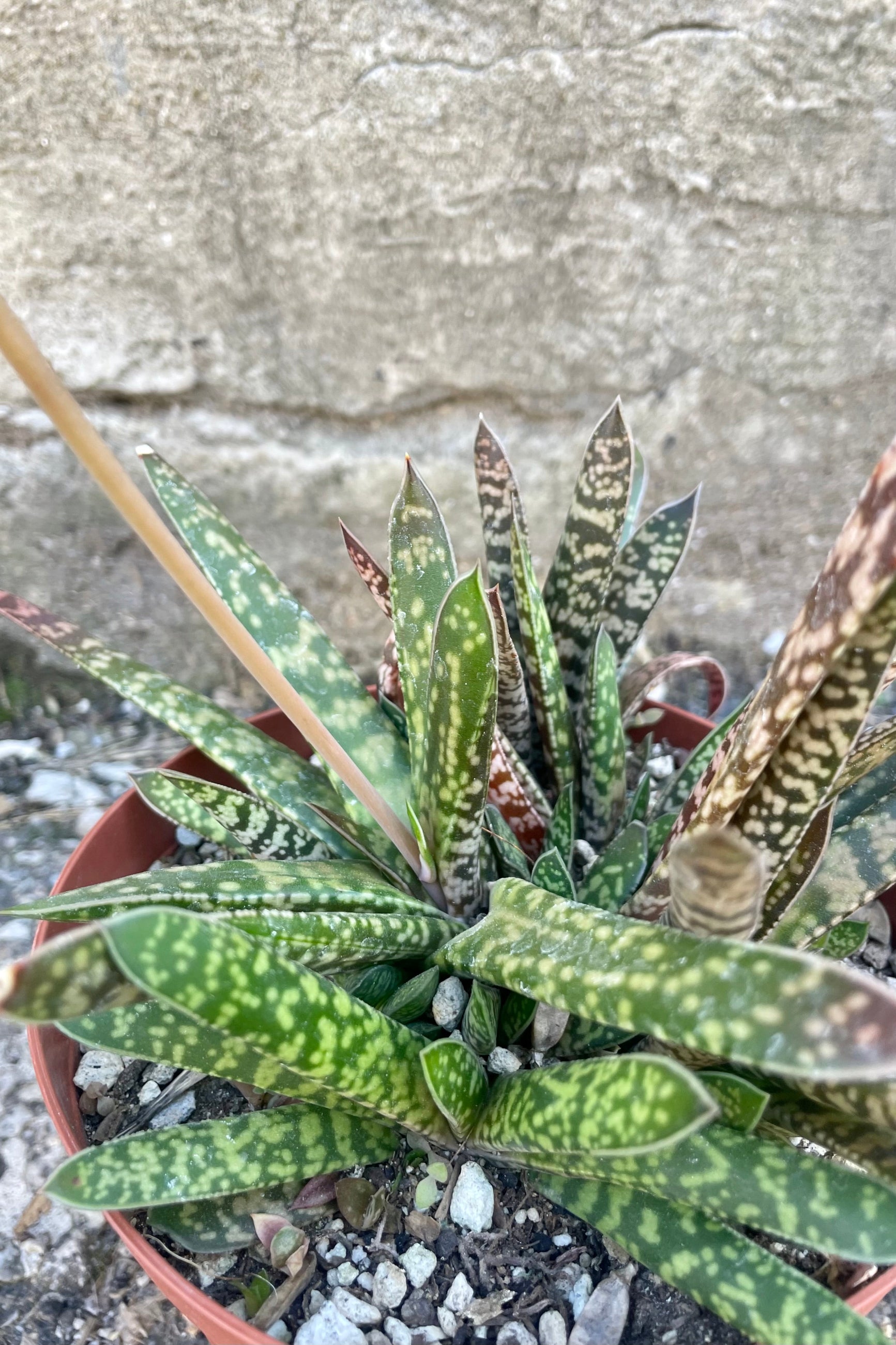 Photo of Gasteria against a cement wall. Gasteria leaves are long, narrow and mottled with shades of green. ©Sprout Home