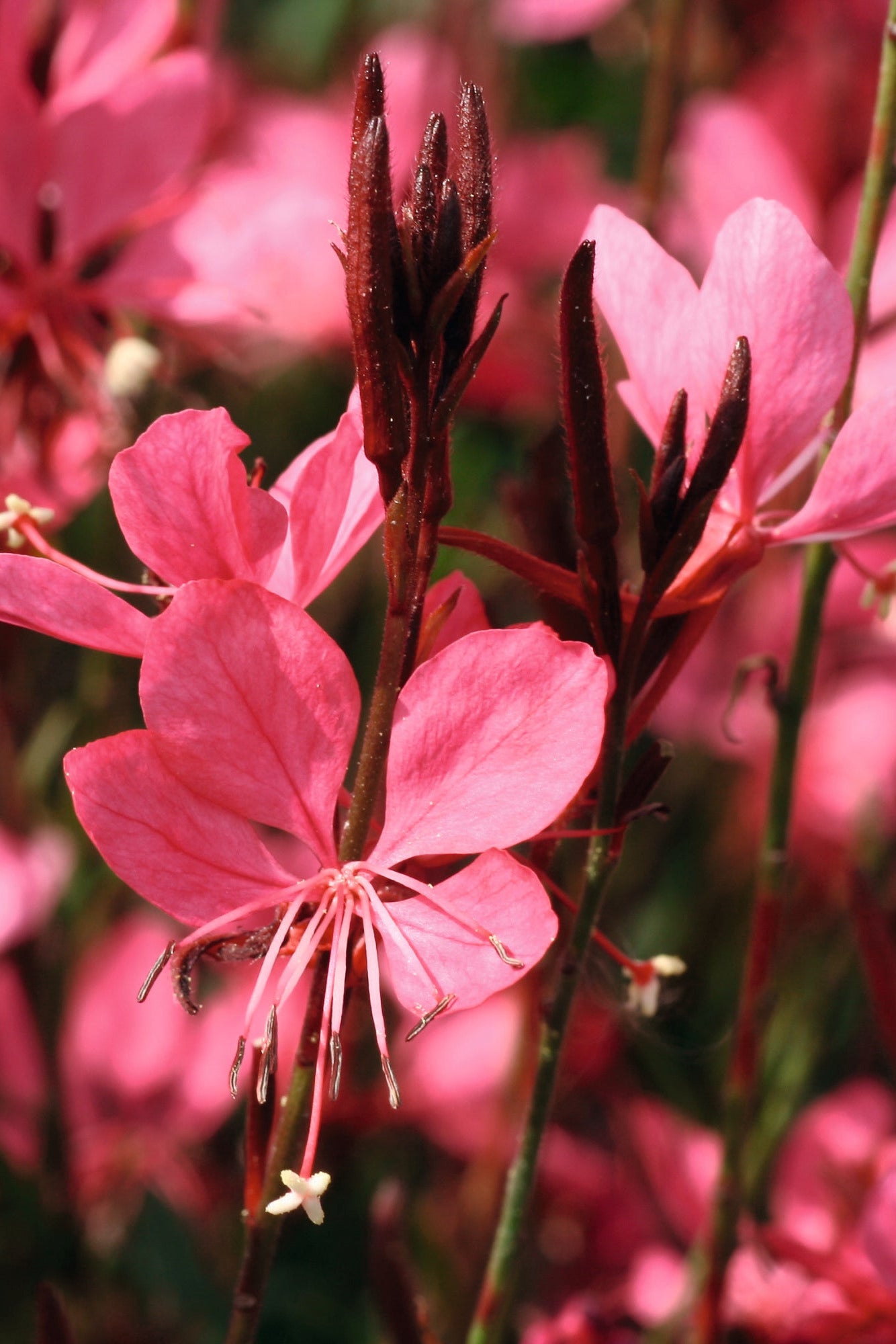 Close-up of Gaura 'Belleza Dark Pink' pink flowers with a blurred background ©Ball Seed c/o Hoffie Nursery